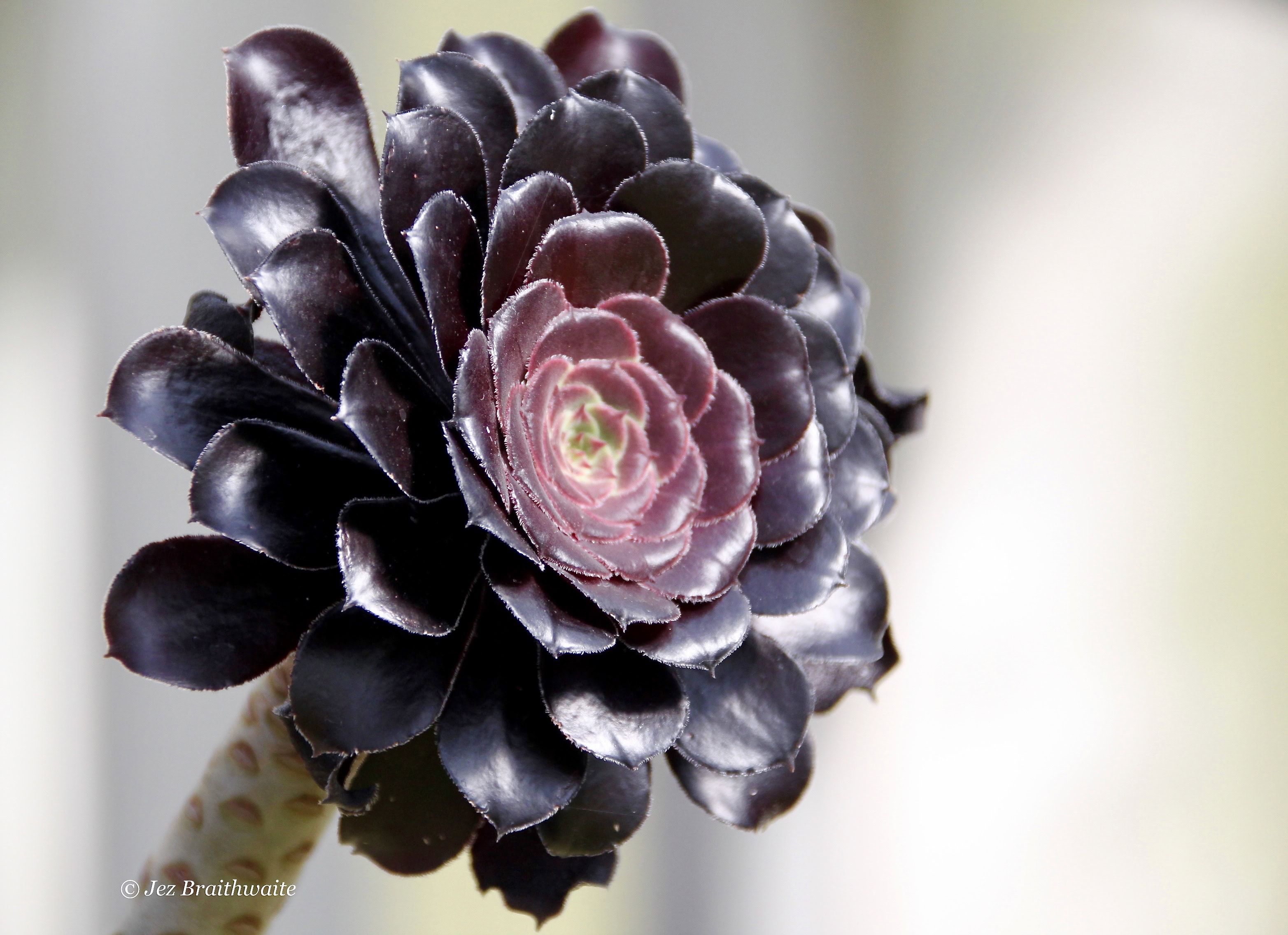 Black succulent by Jez Braithwaite in Kibble Palace Glasgow Botanic Gardens