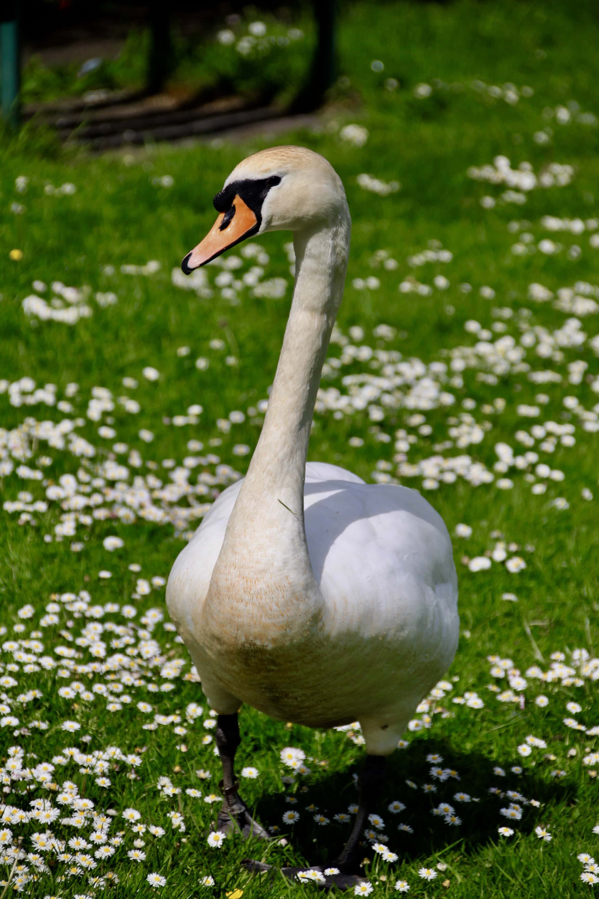 Swan by Jez Braithwaite at Broadwood Loch