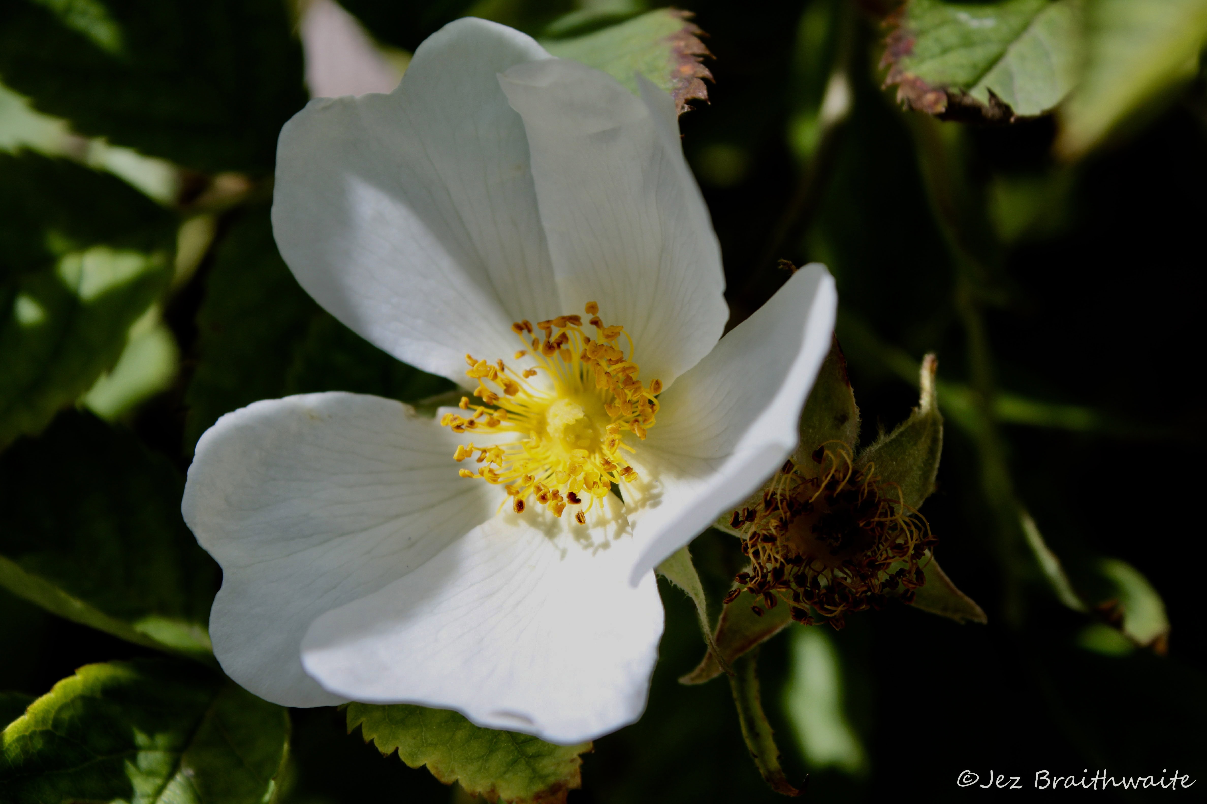 White Flower by Jez Braithwaite