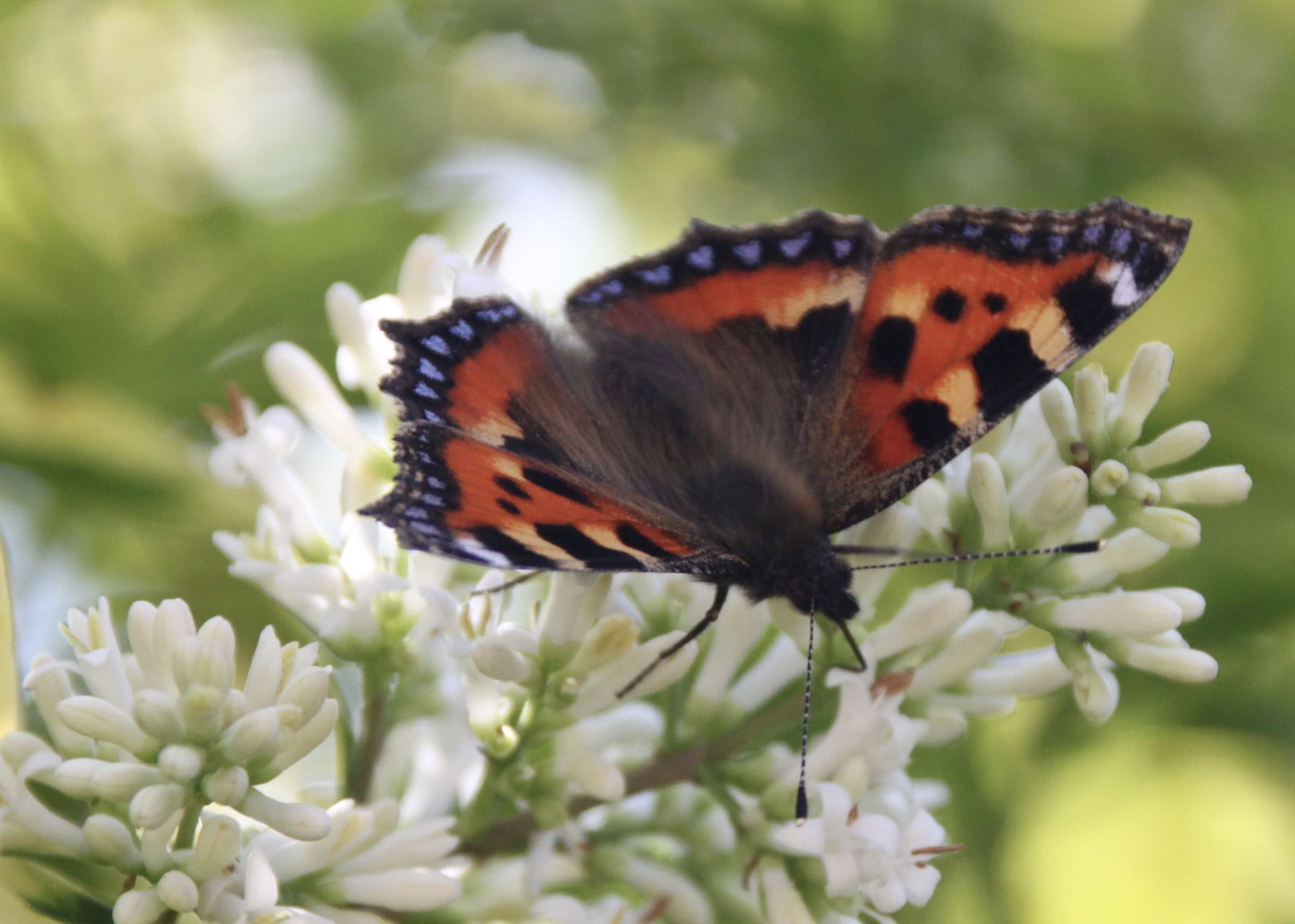 Painted Lady by Jez Braithwaite