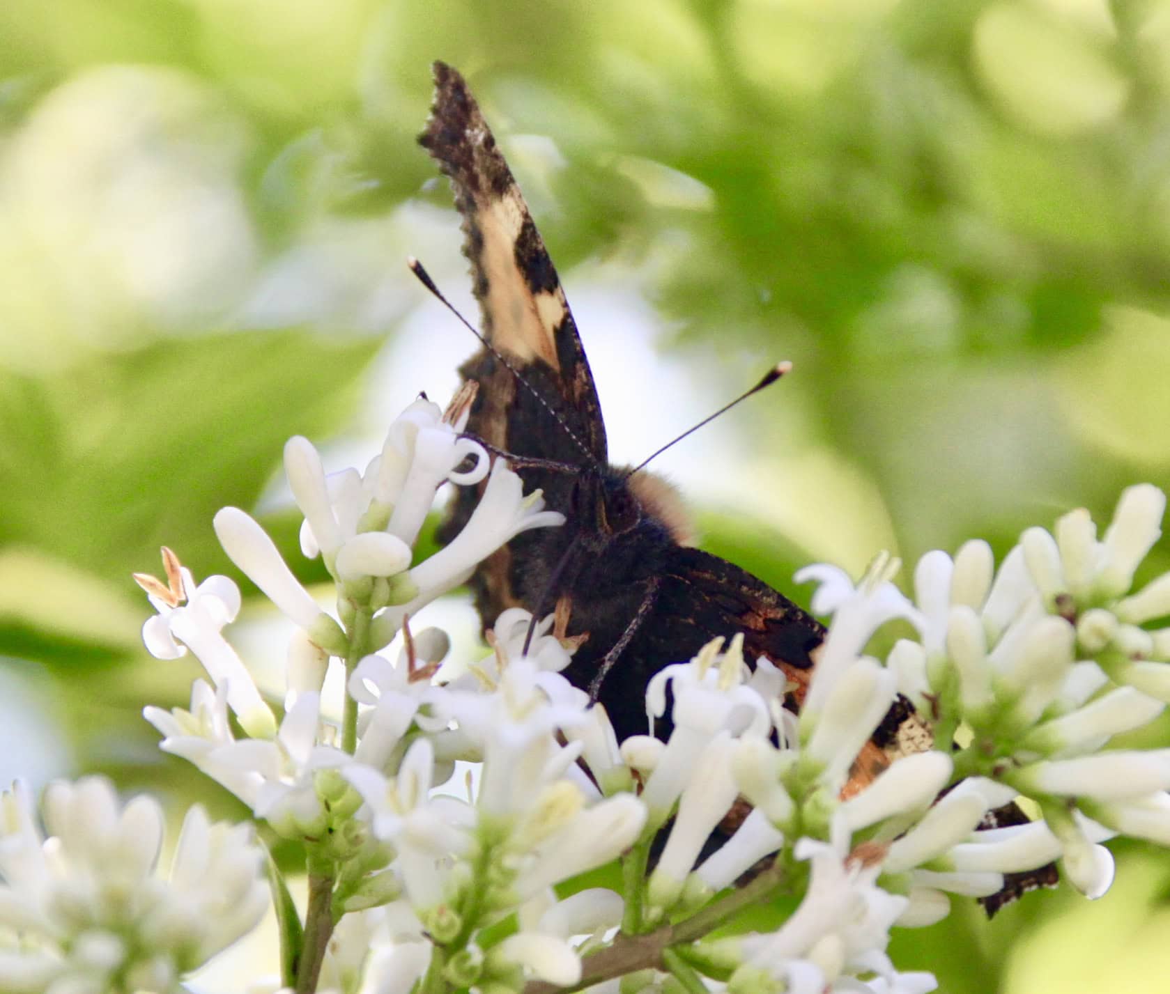 Painted Lady by Jez Braithwaite