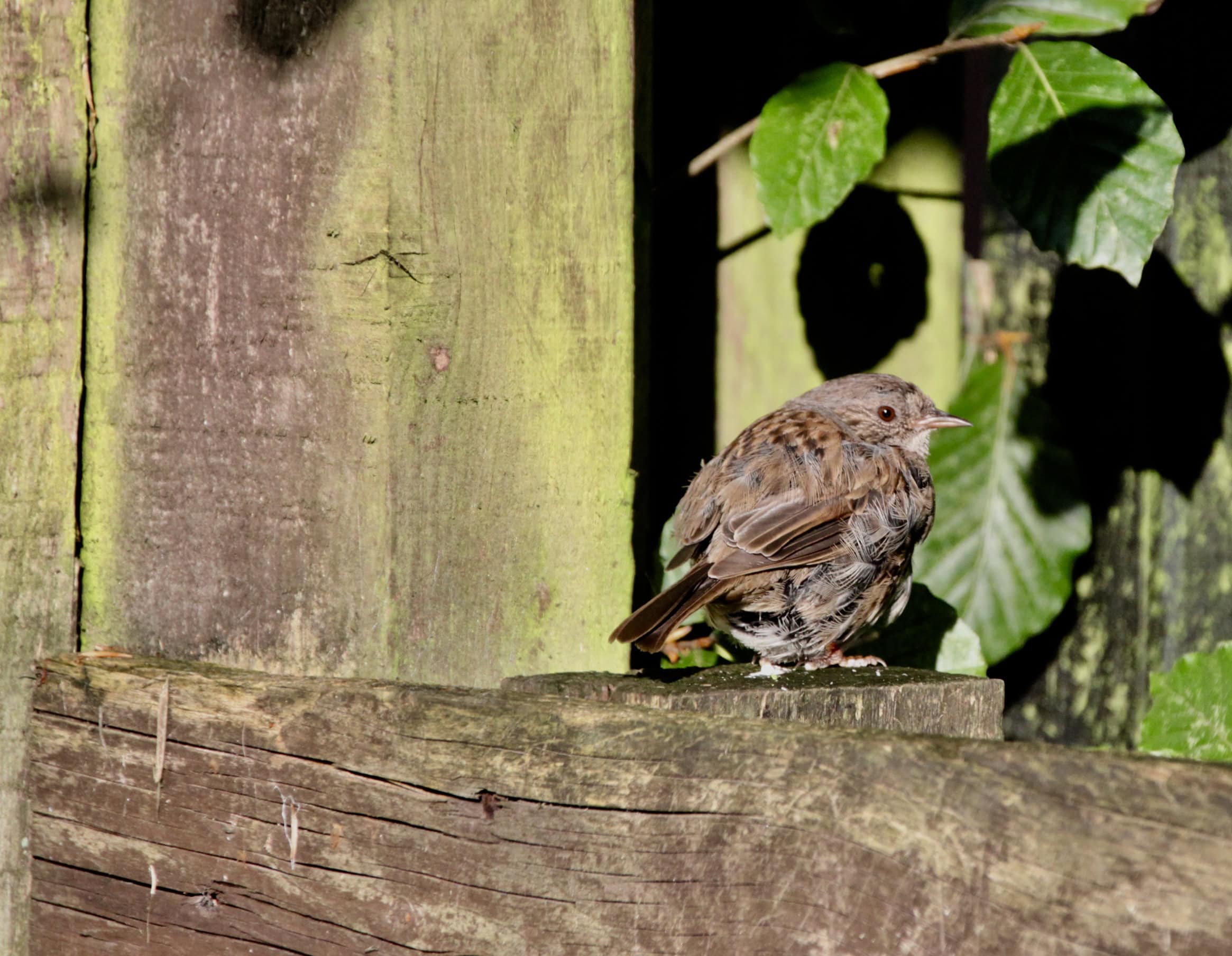 Sunbathing Sparrow by Jez Braithwaite