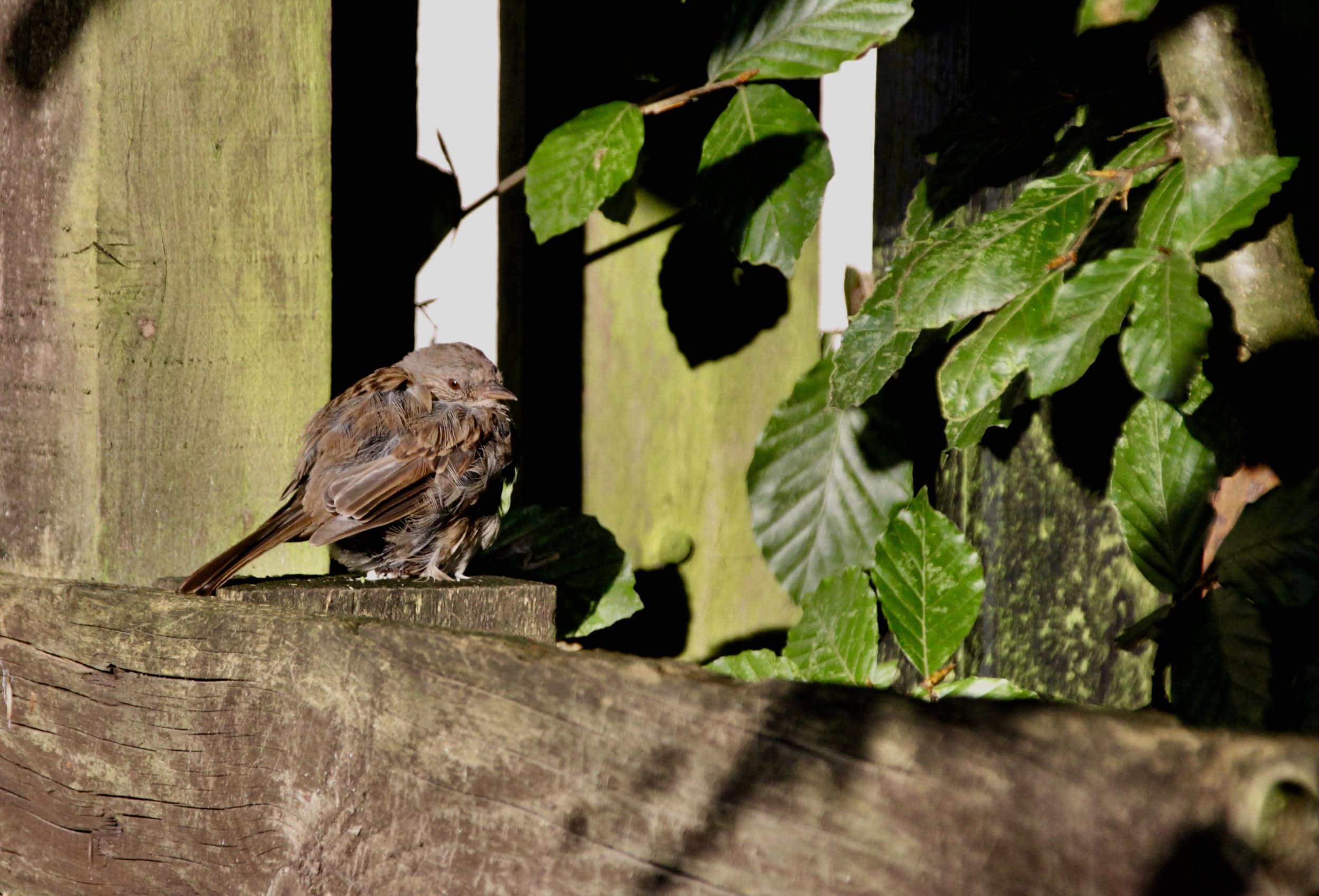 Bird of the Day Aug 13 — Sunbathing Sparrow