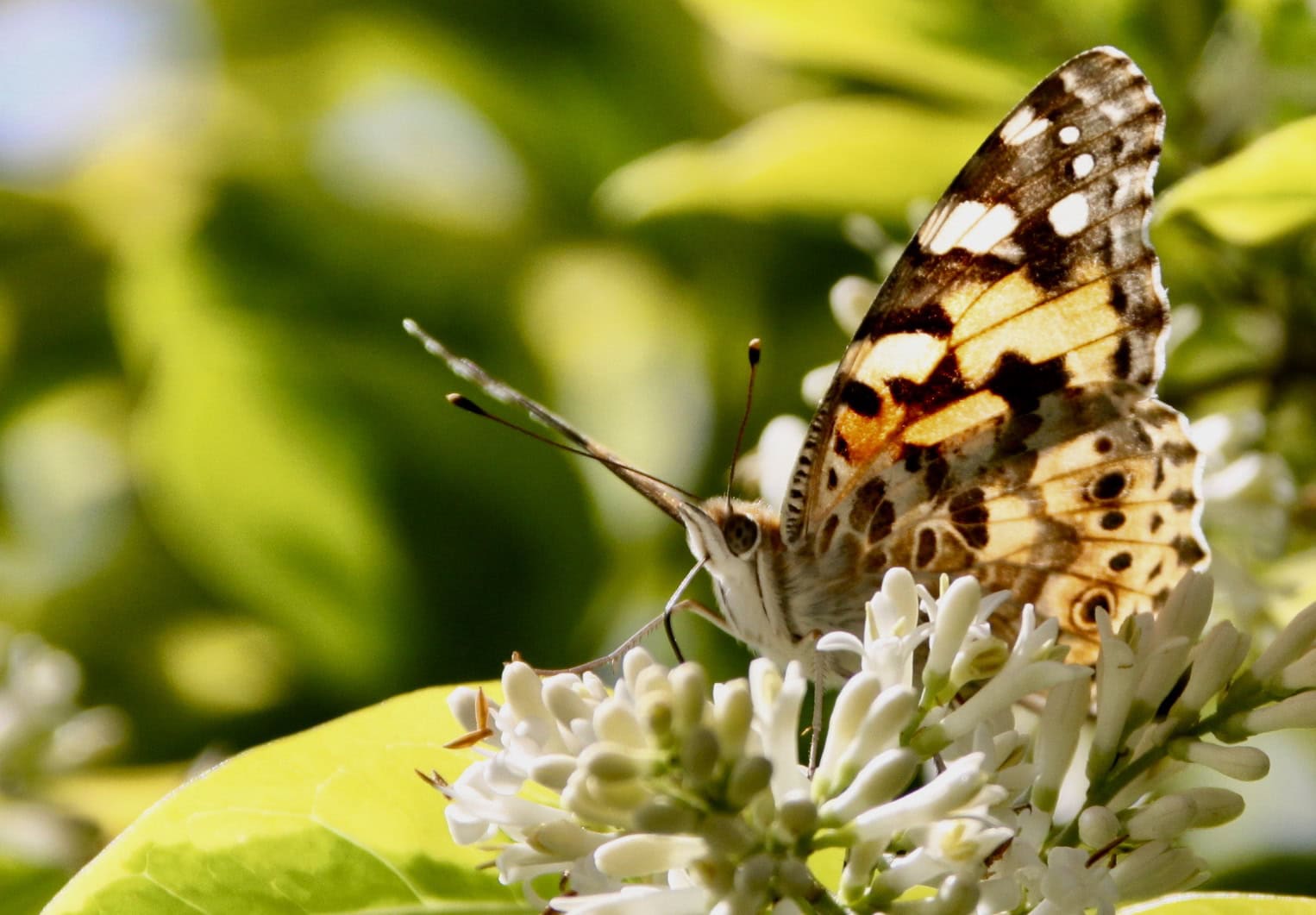 Small Tortoiseshell by Jez Braithwaite