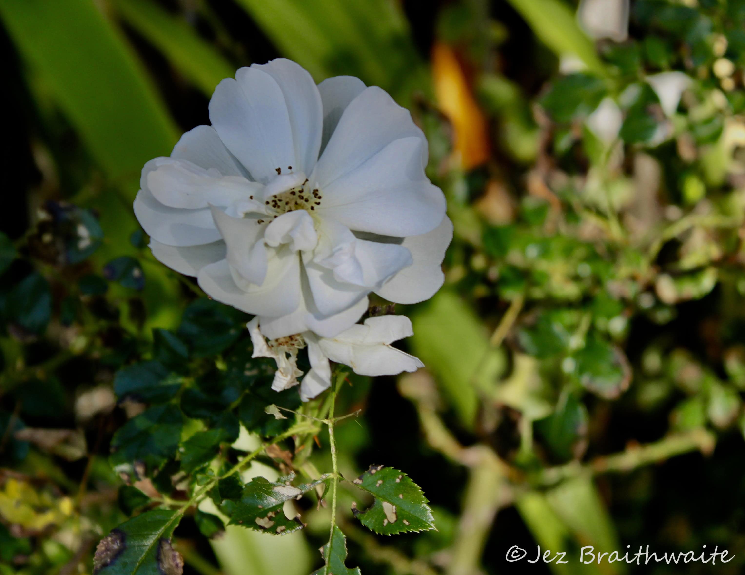 Wild white rose by Jez Braithwaite