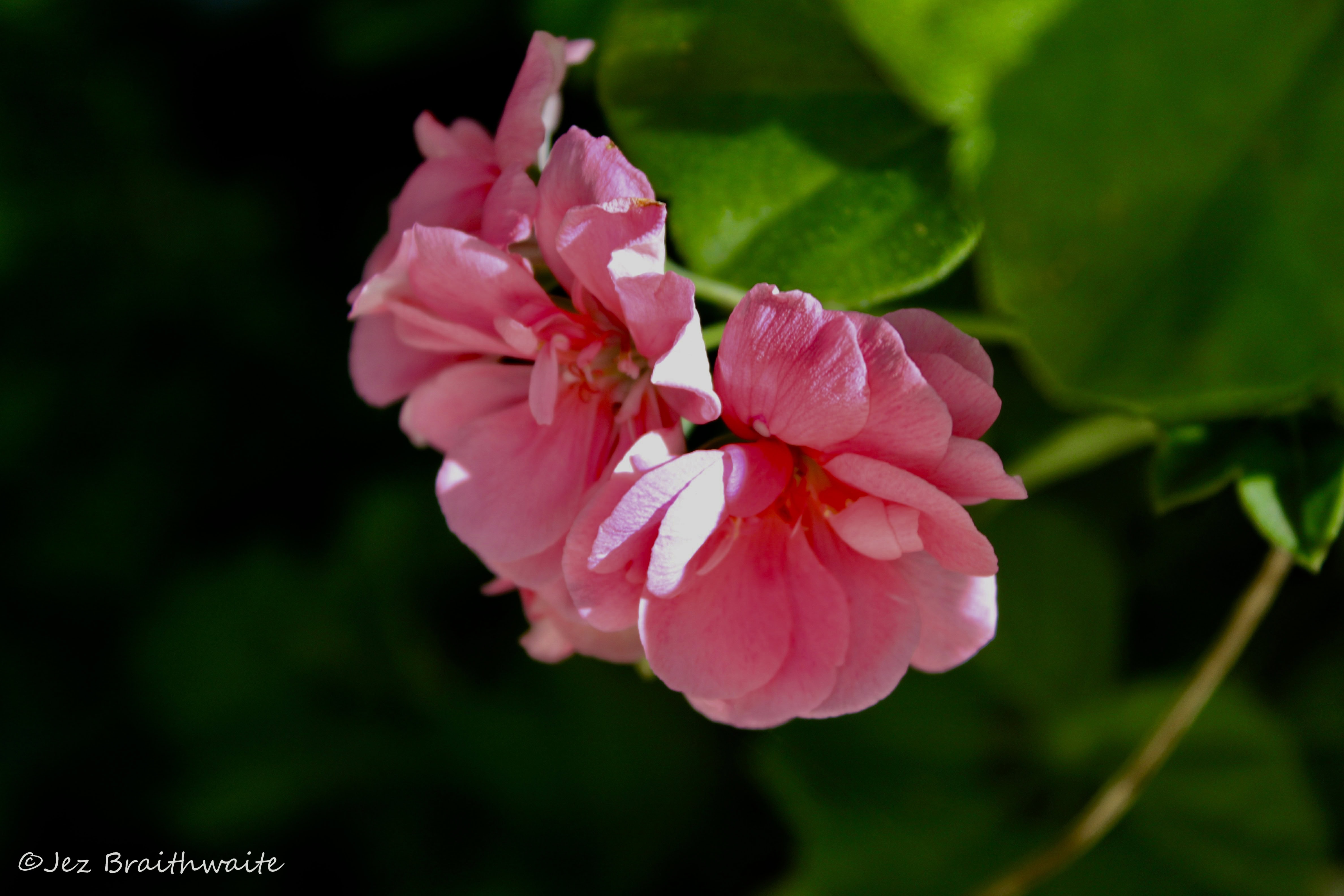 Wild Pink Rose by Jez Braithwaite