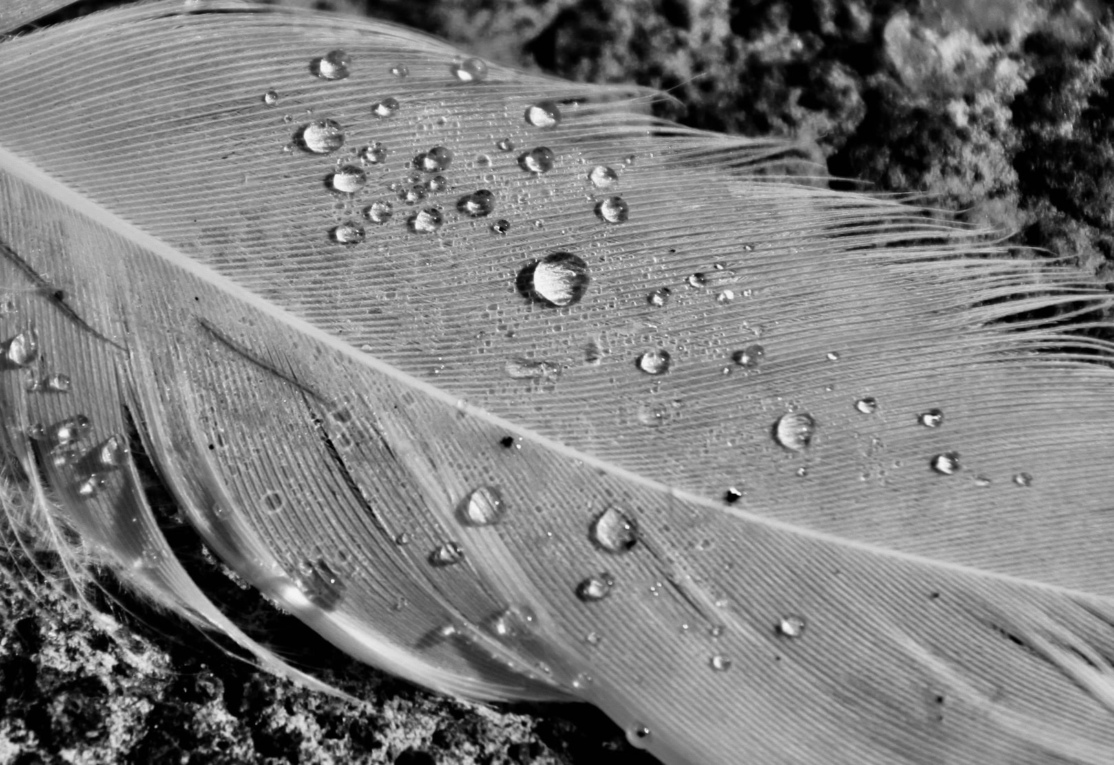 Cee’s Black and White Photo Challenge: Take New Photos — Any Topic