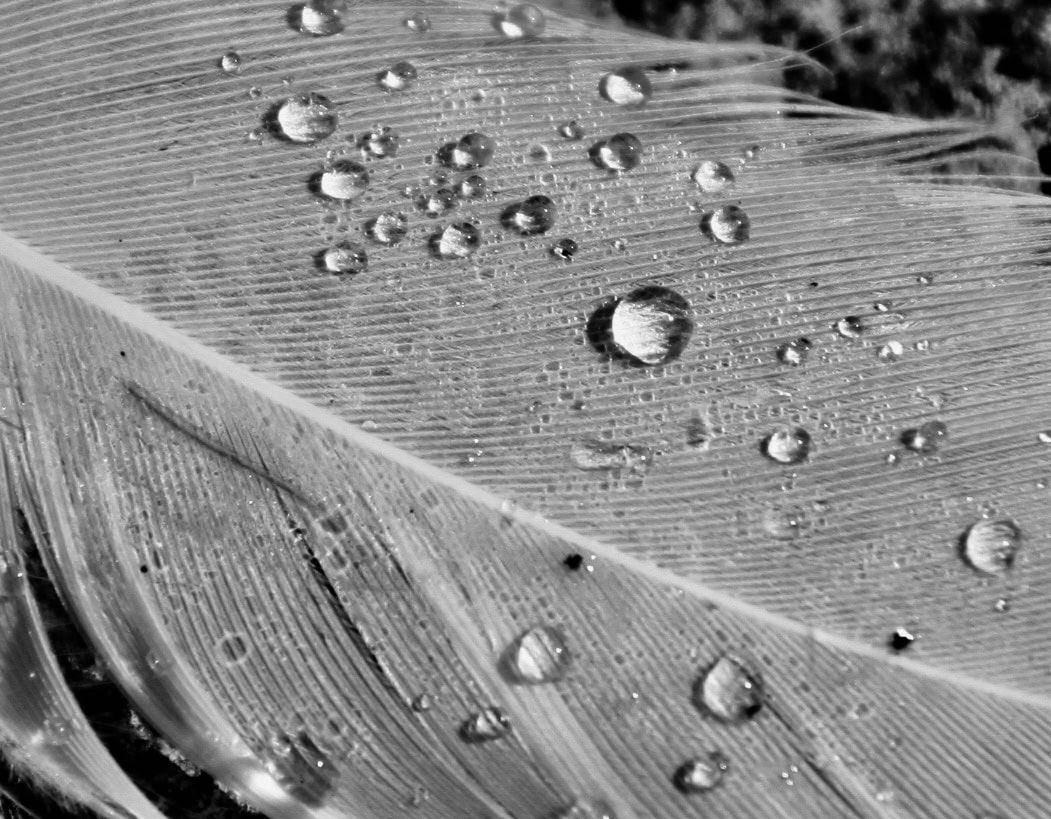 Rain droplets on a feather by Jez Braithwaite