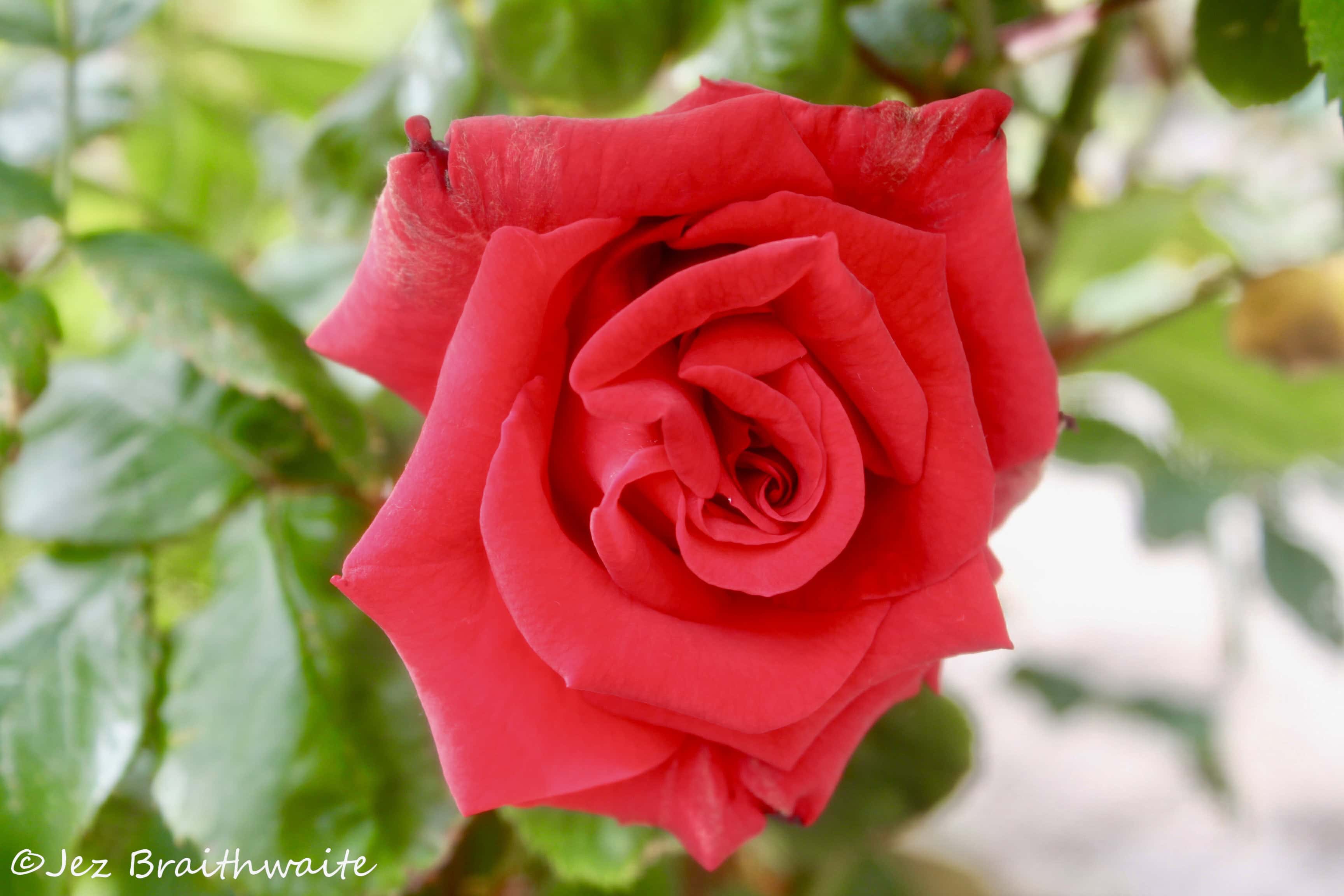 Red rose by Jez Braithwaite