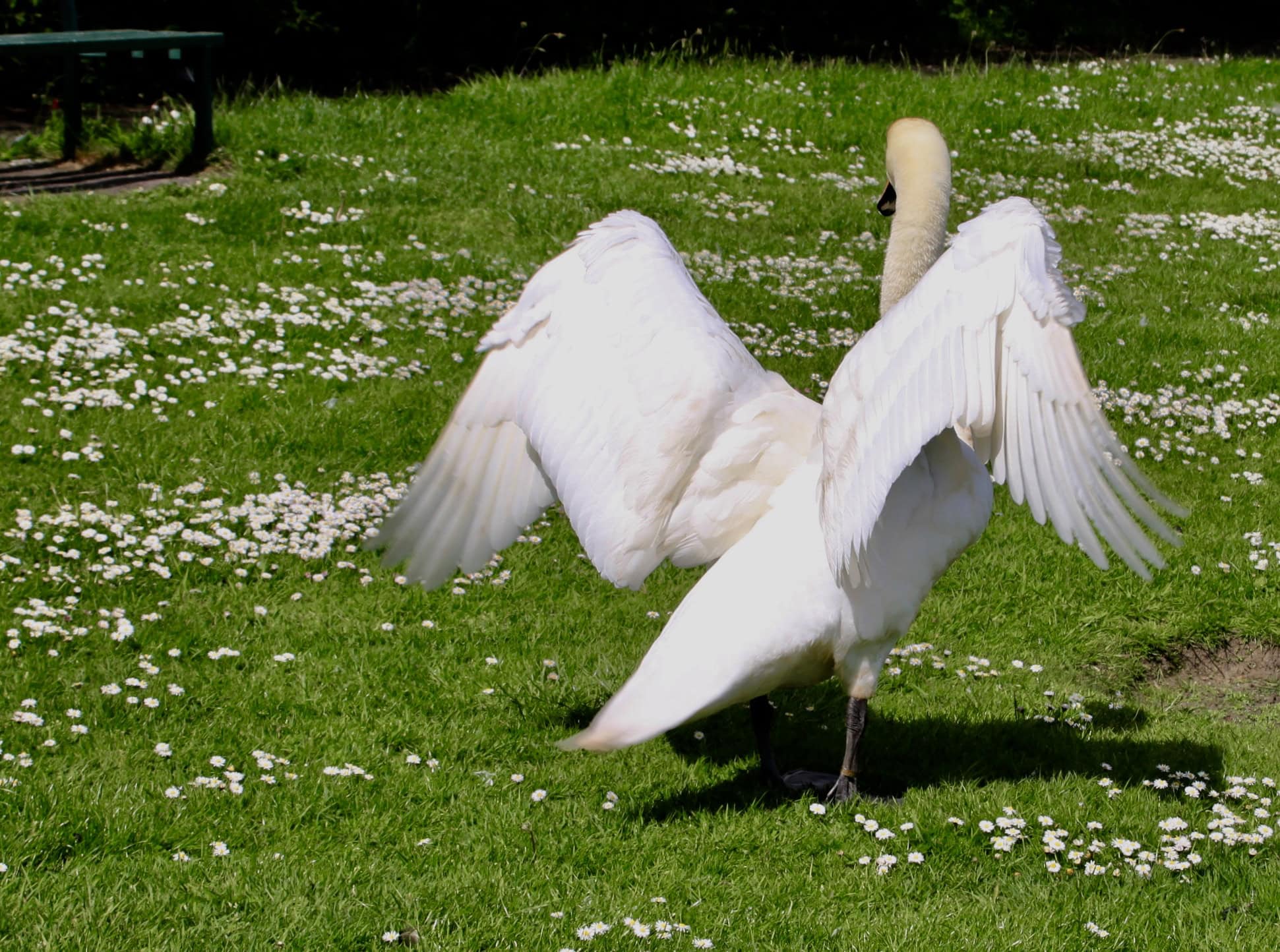Swan stretching its wings by Jez Braithwaite