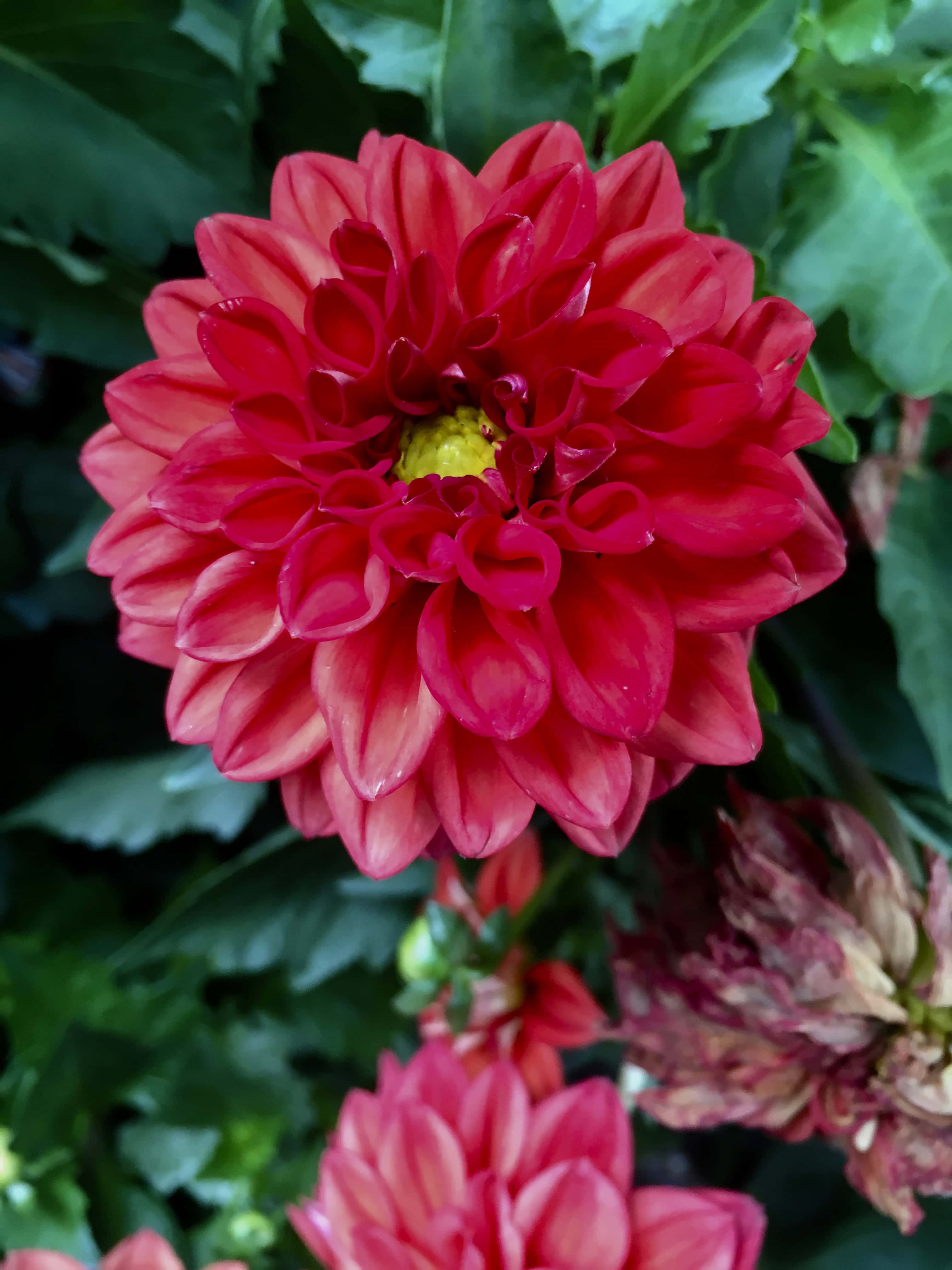 Red Dahlia by Jez Braithwaite