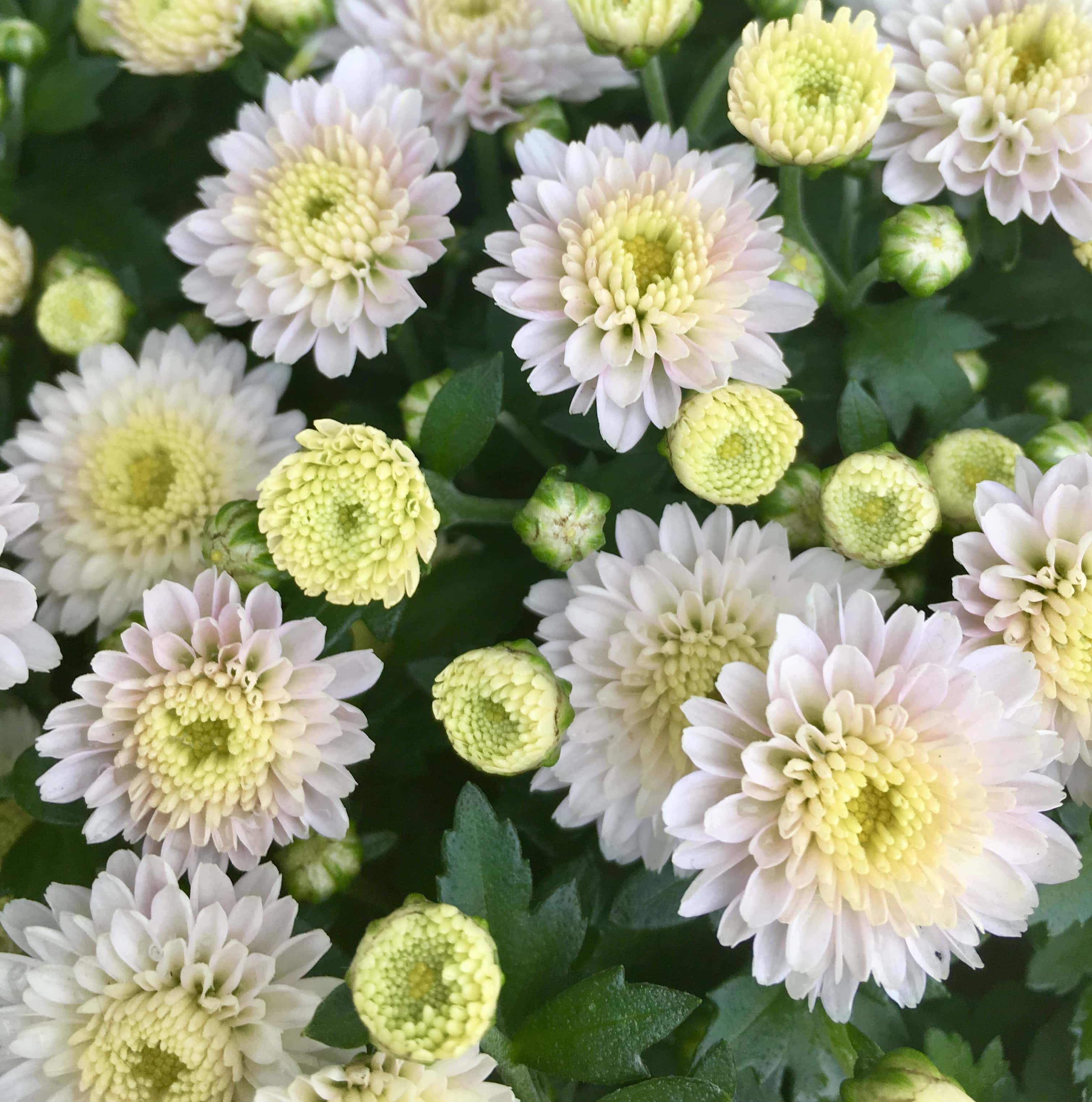 Flower of the Day Aug 18 — Garden Mum