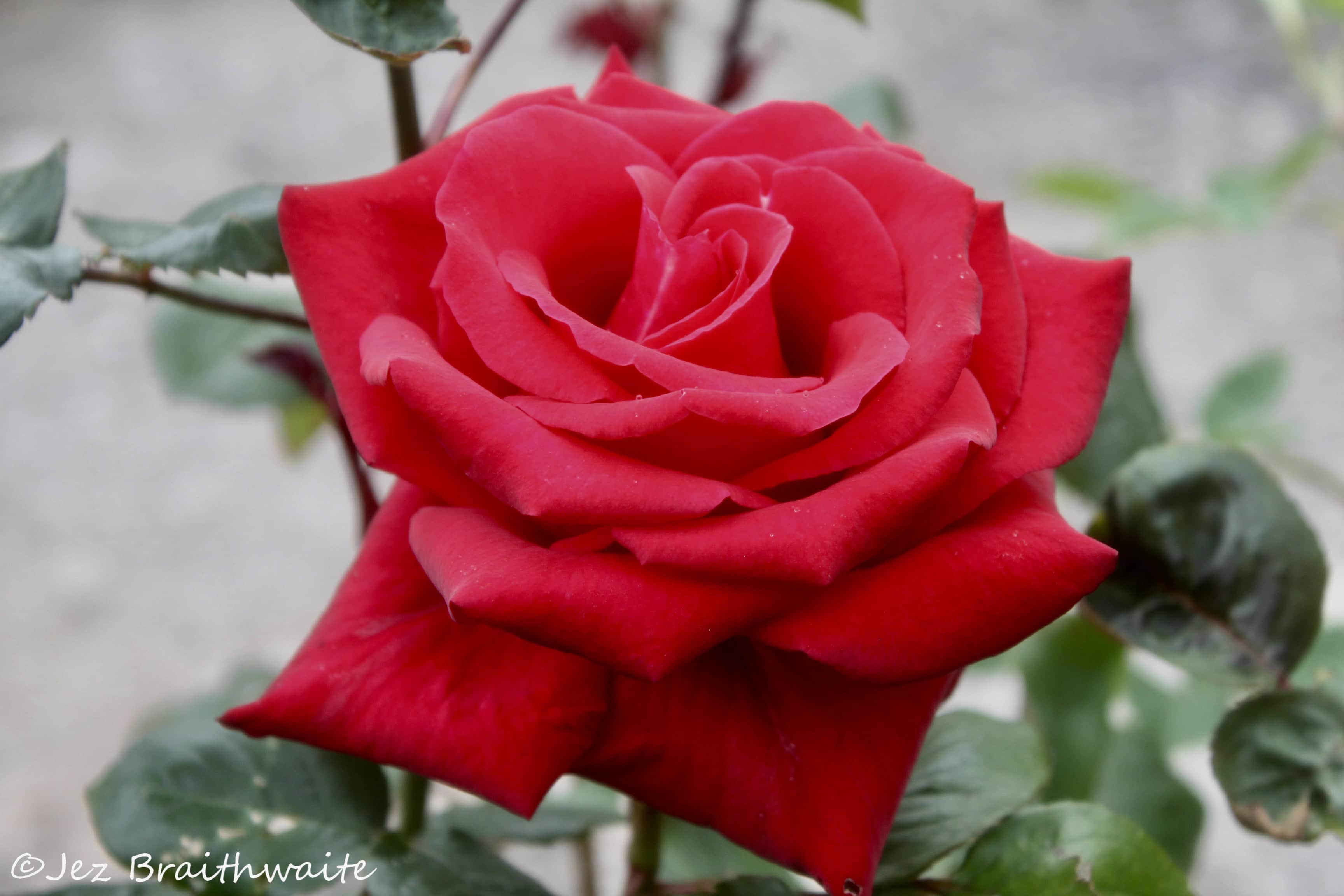 Red Rose by Jez Braithwaite