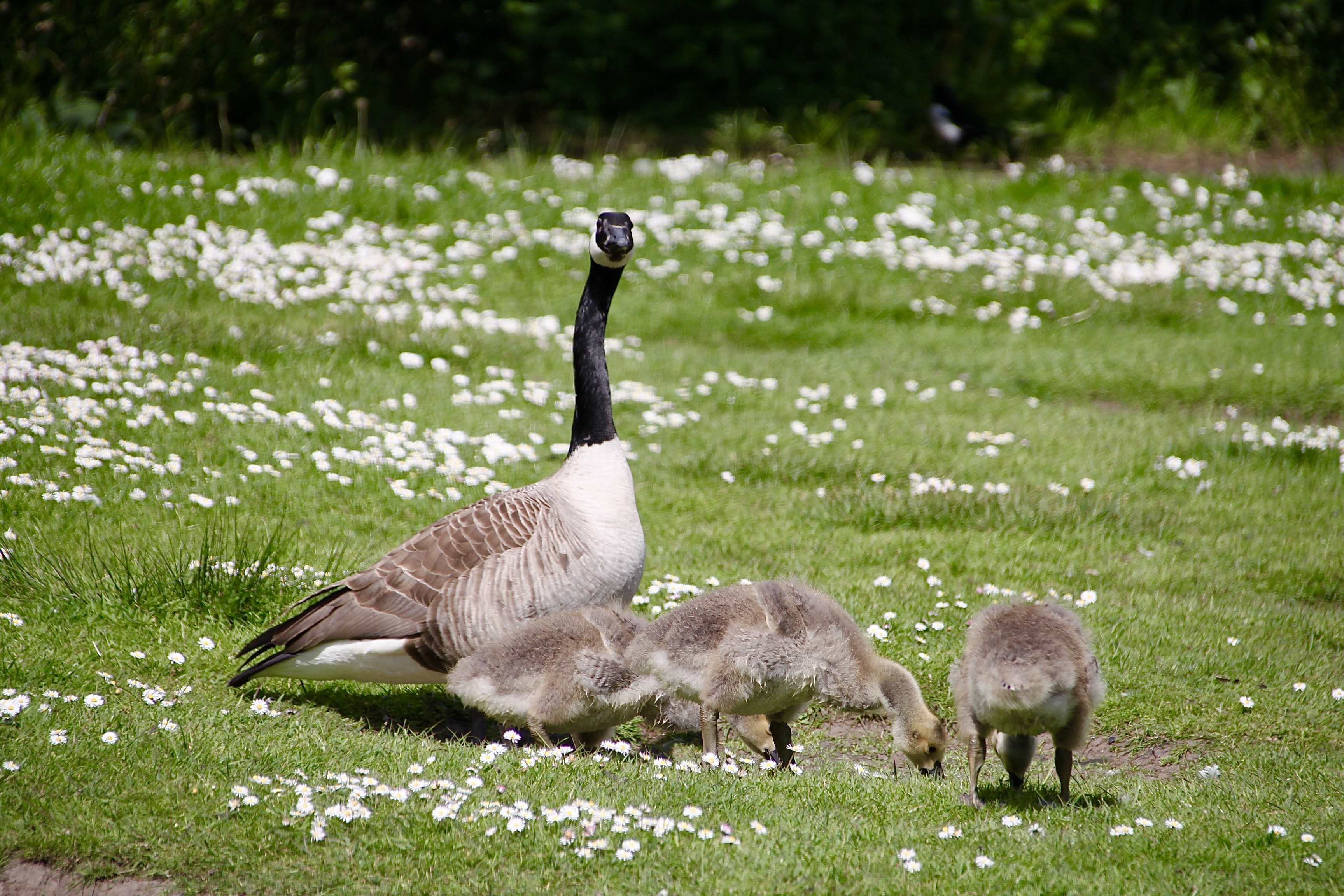Canadian Goose and Goslings by Jez Braithwaite