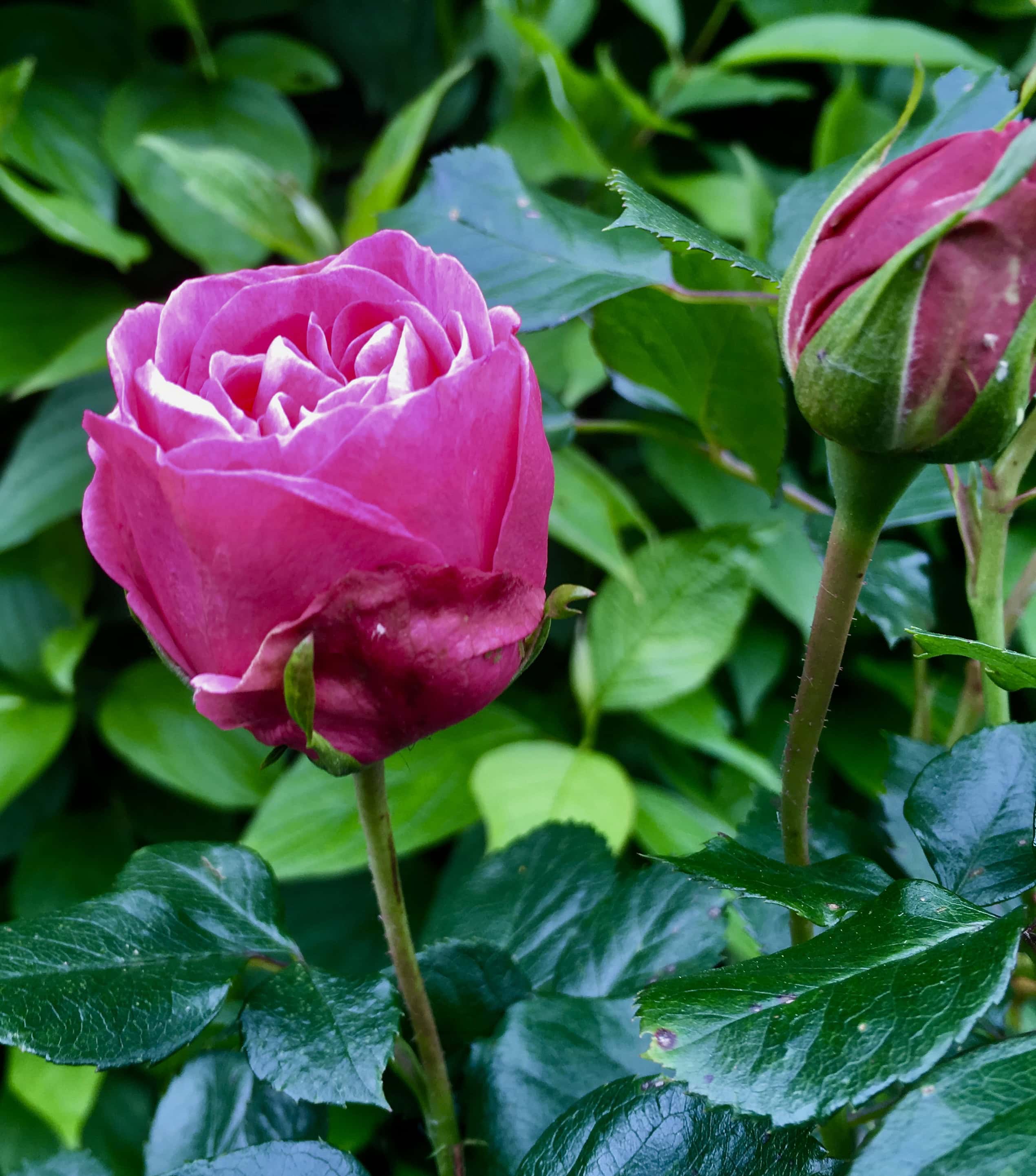 Pink Rose by Jez Braithwaite