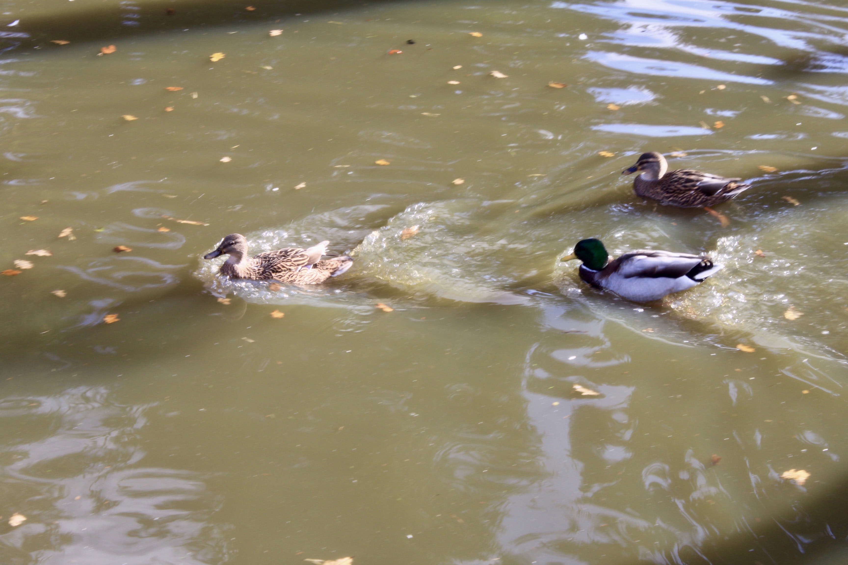 Duck Race by Jez Braithwaite at Palacerigg Country Park