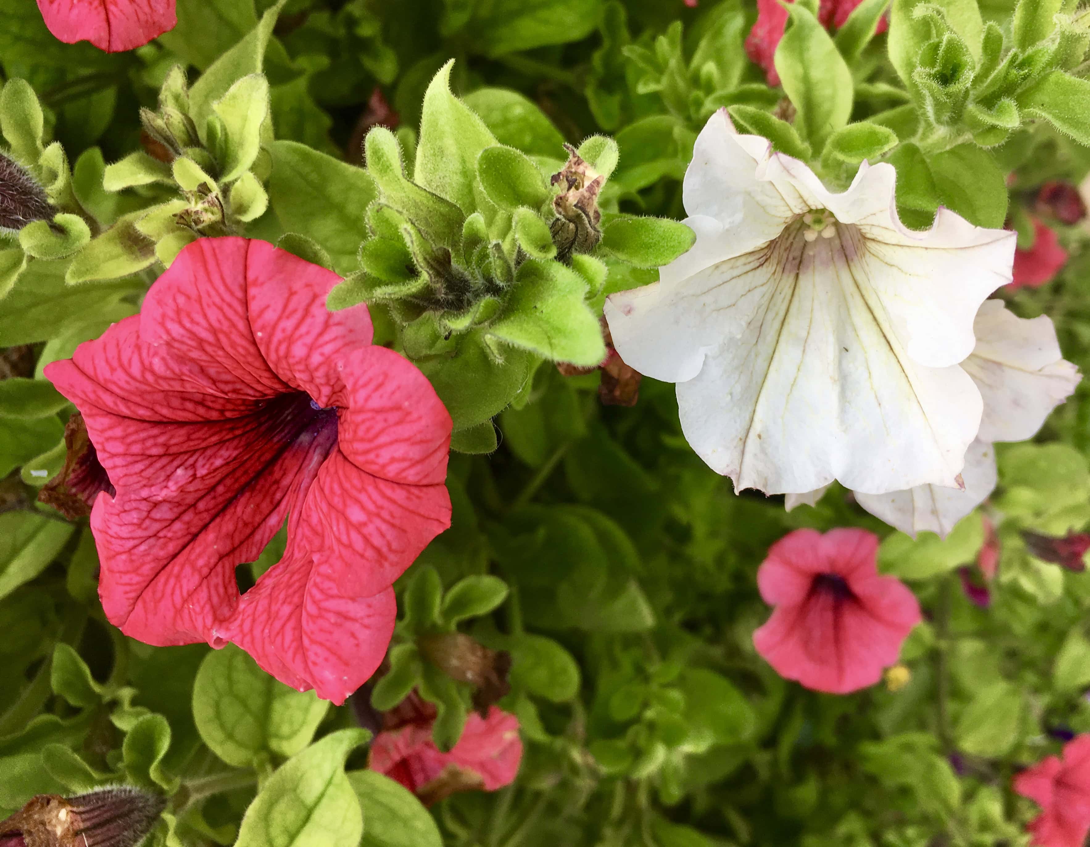 Pink and white petunias by Jez Braithwaite