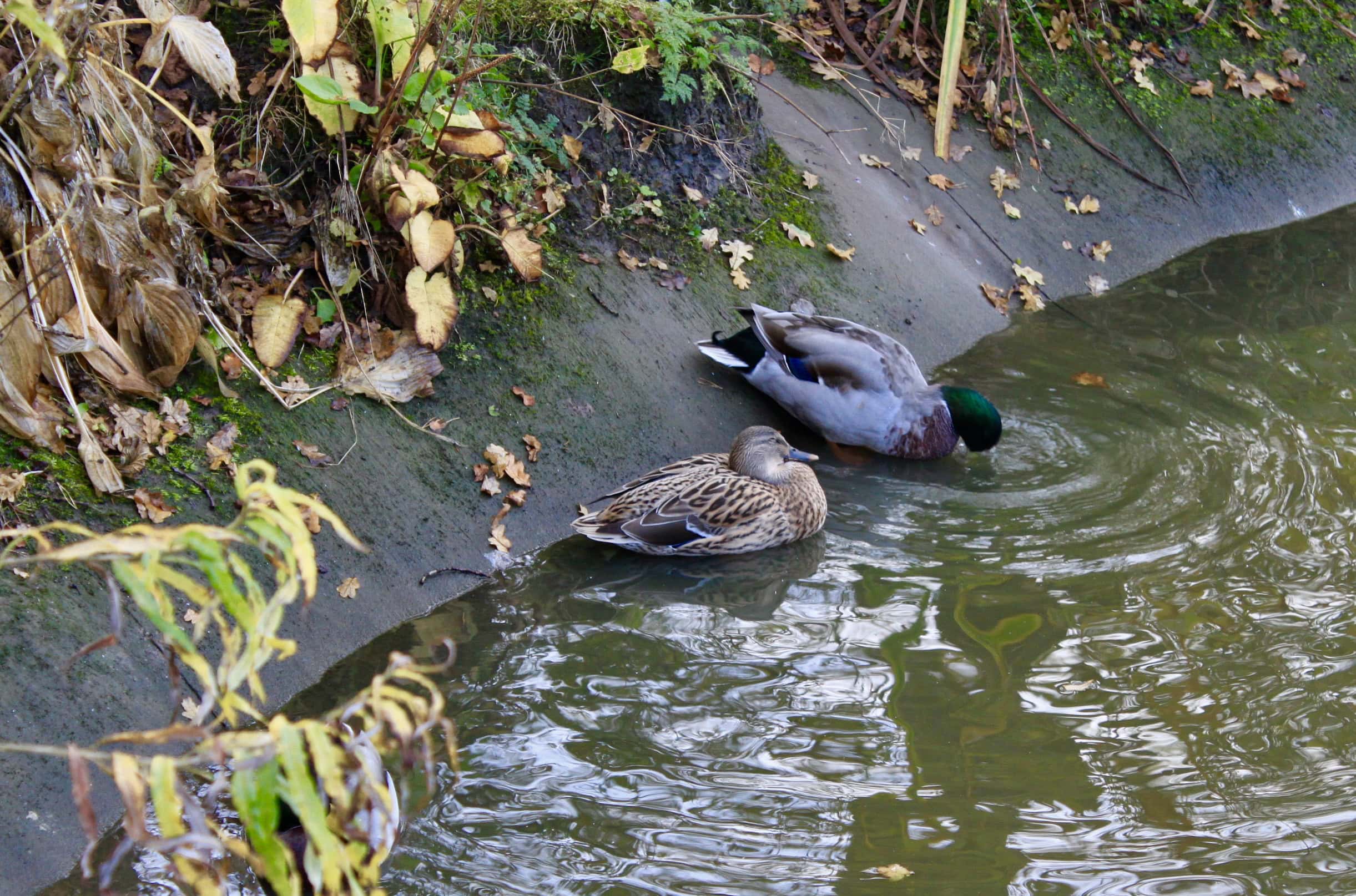 Pair of Mallards by Jez Braithwaite