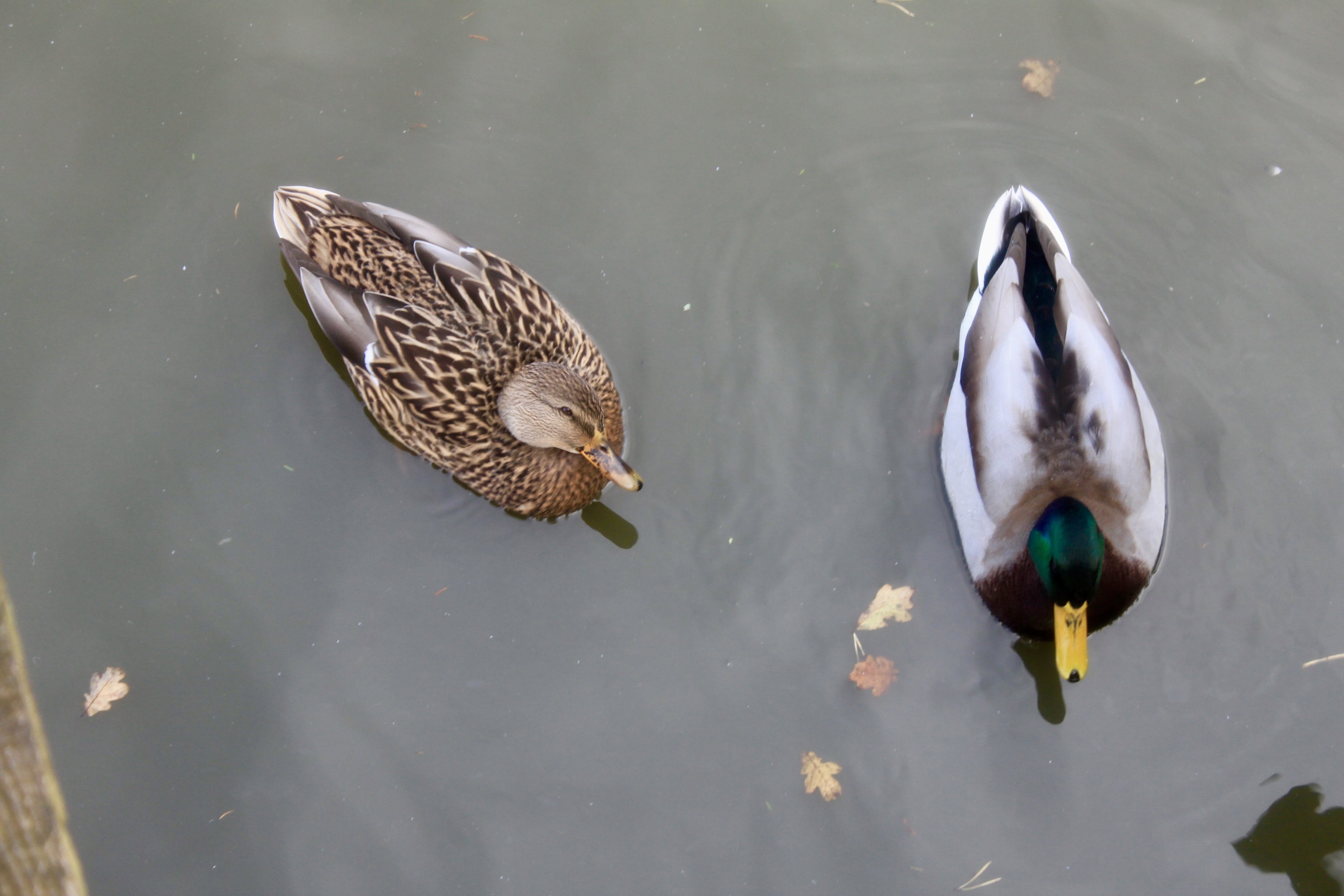 Bird of the Day Aug 21 — Pair of Mallards