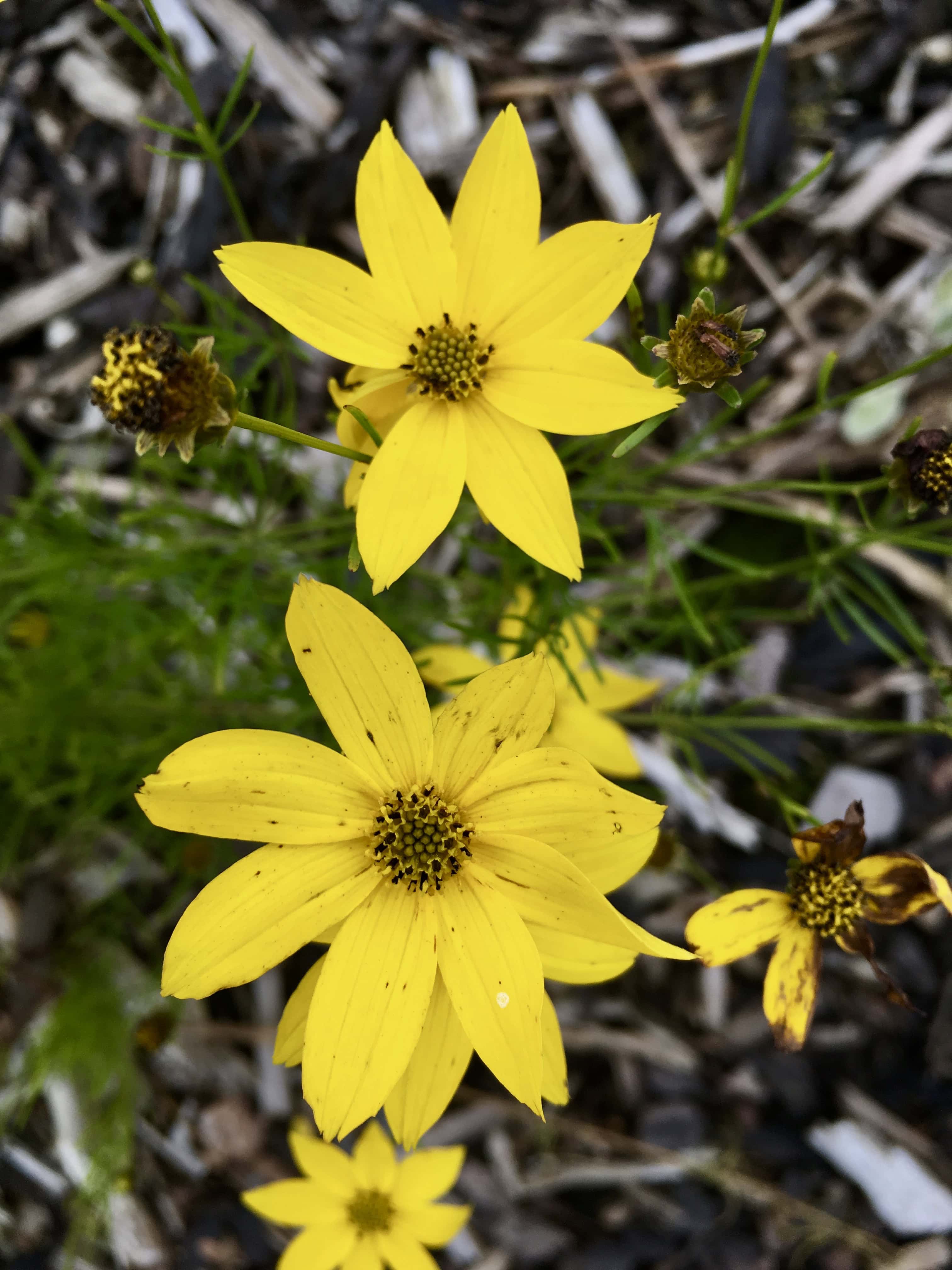 Whorled Tickseed by Jez Braithwaite