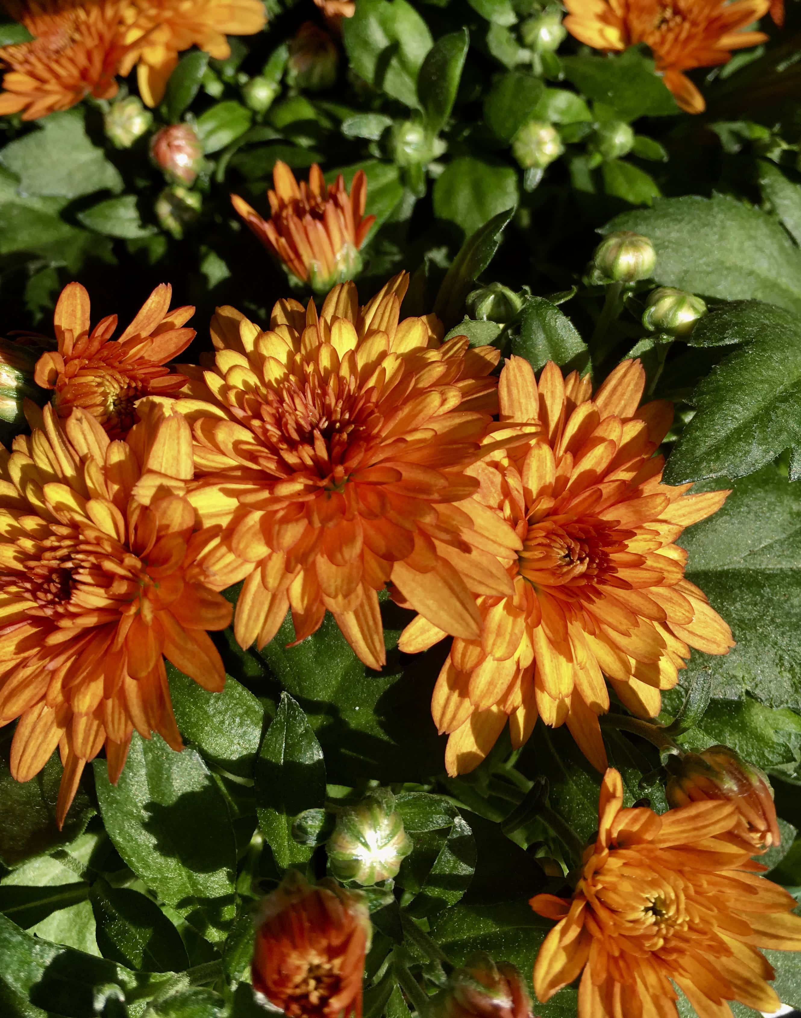 Orange chrysanthemums by Jez Braithwaite
