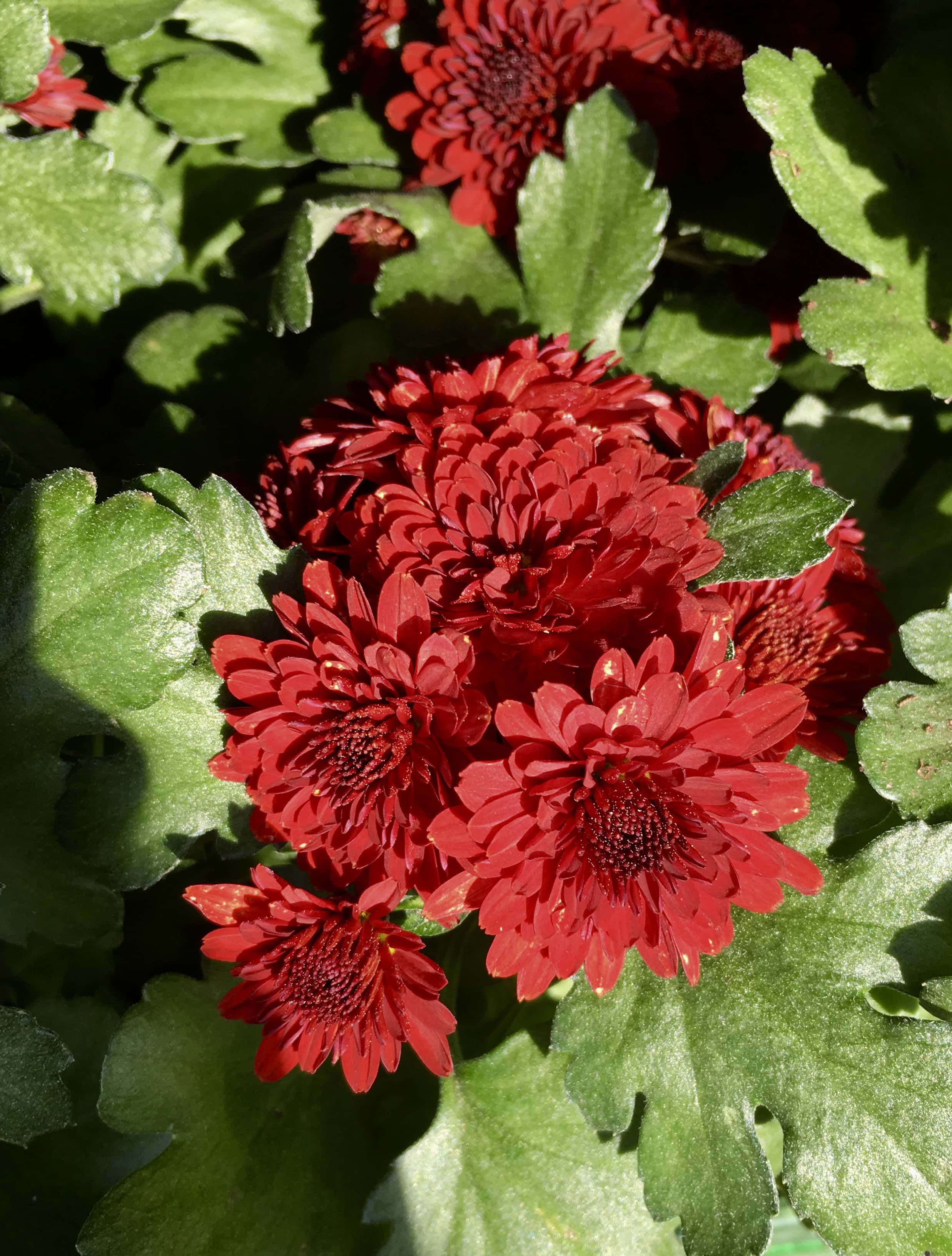 Red Chrysanthemum by Jez Braithwaite