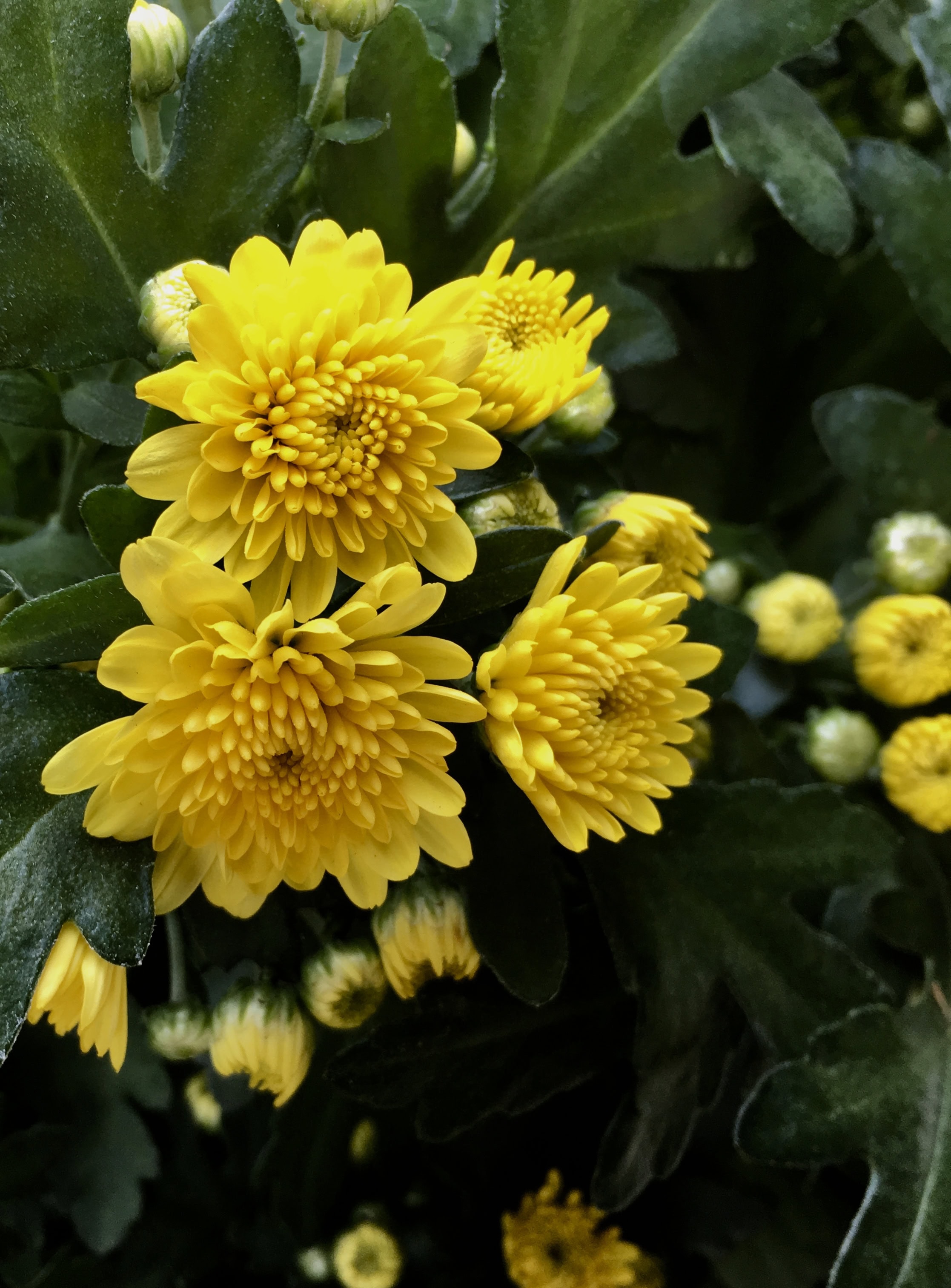 Yellow Chrysanthemum by Jez Braithwaite