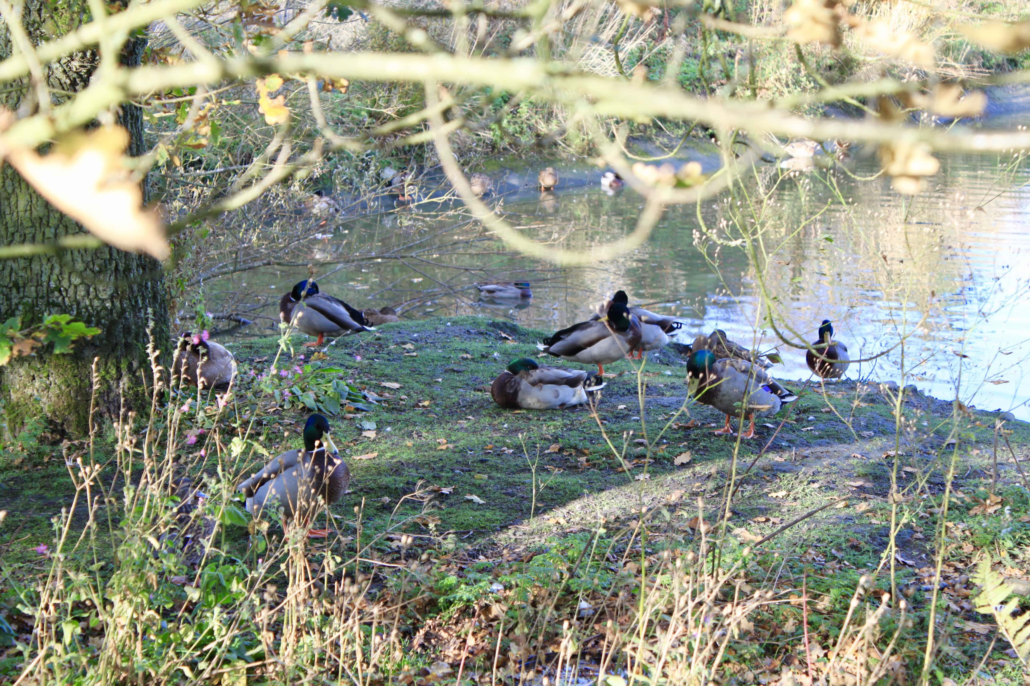 Mallard ducks by Jez Braithwaite at Palacerigg Country Park