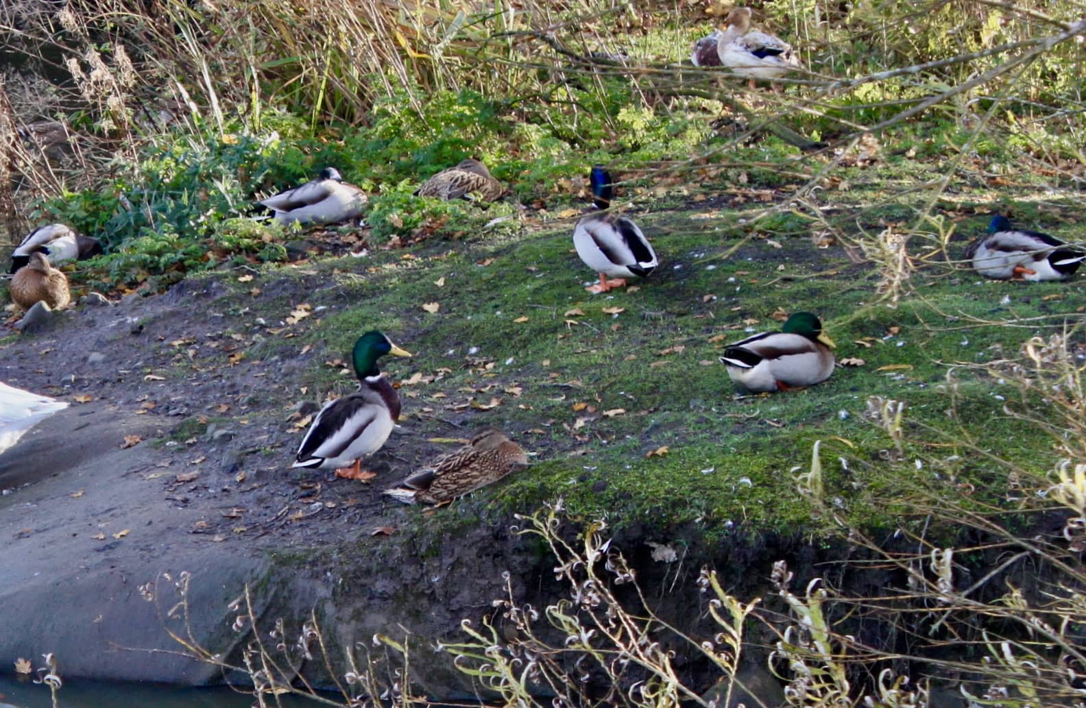 Bird of the Day Aug 22 — Many Ducks