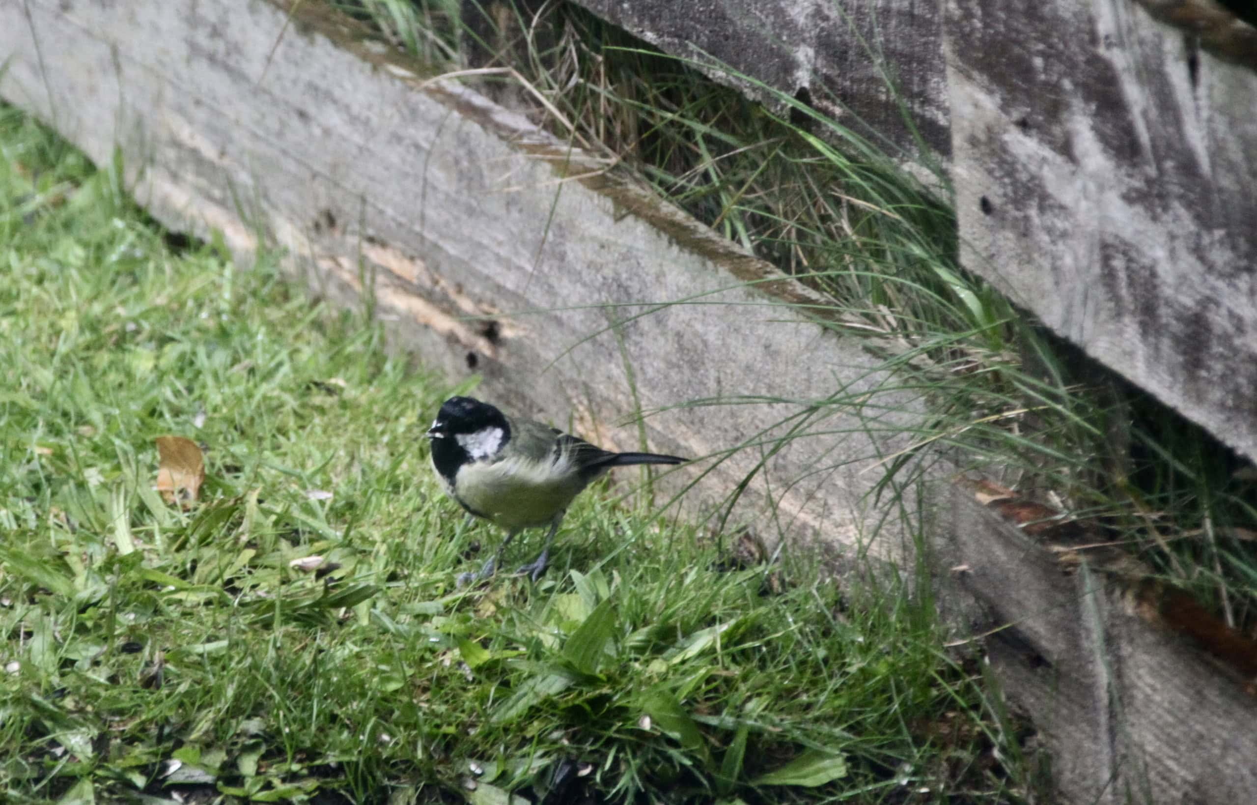 Bird of the Day Aug 23 — Great Tit