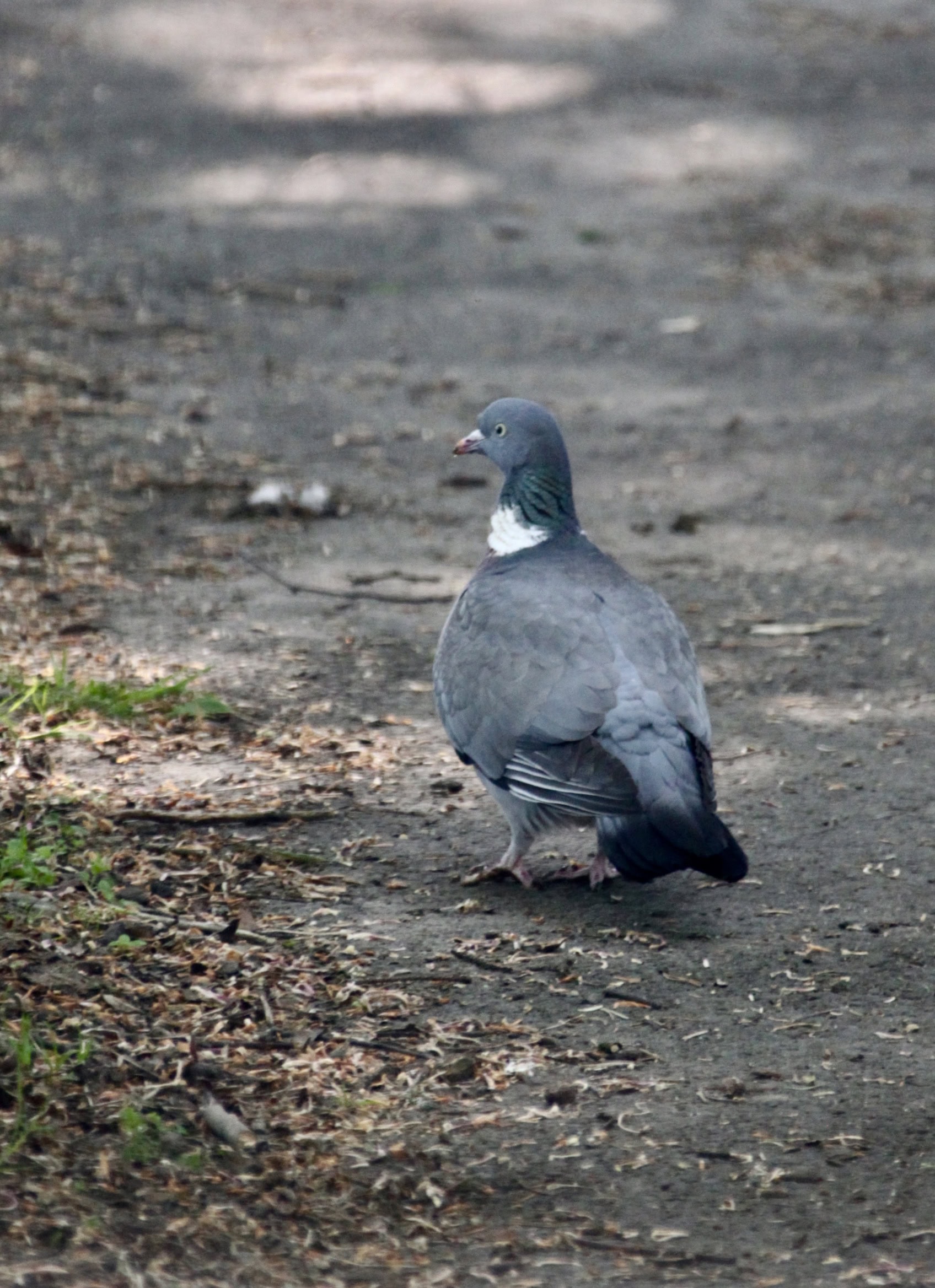 Pigeon out for a walk by Jez Braithwaite
