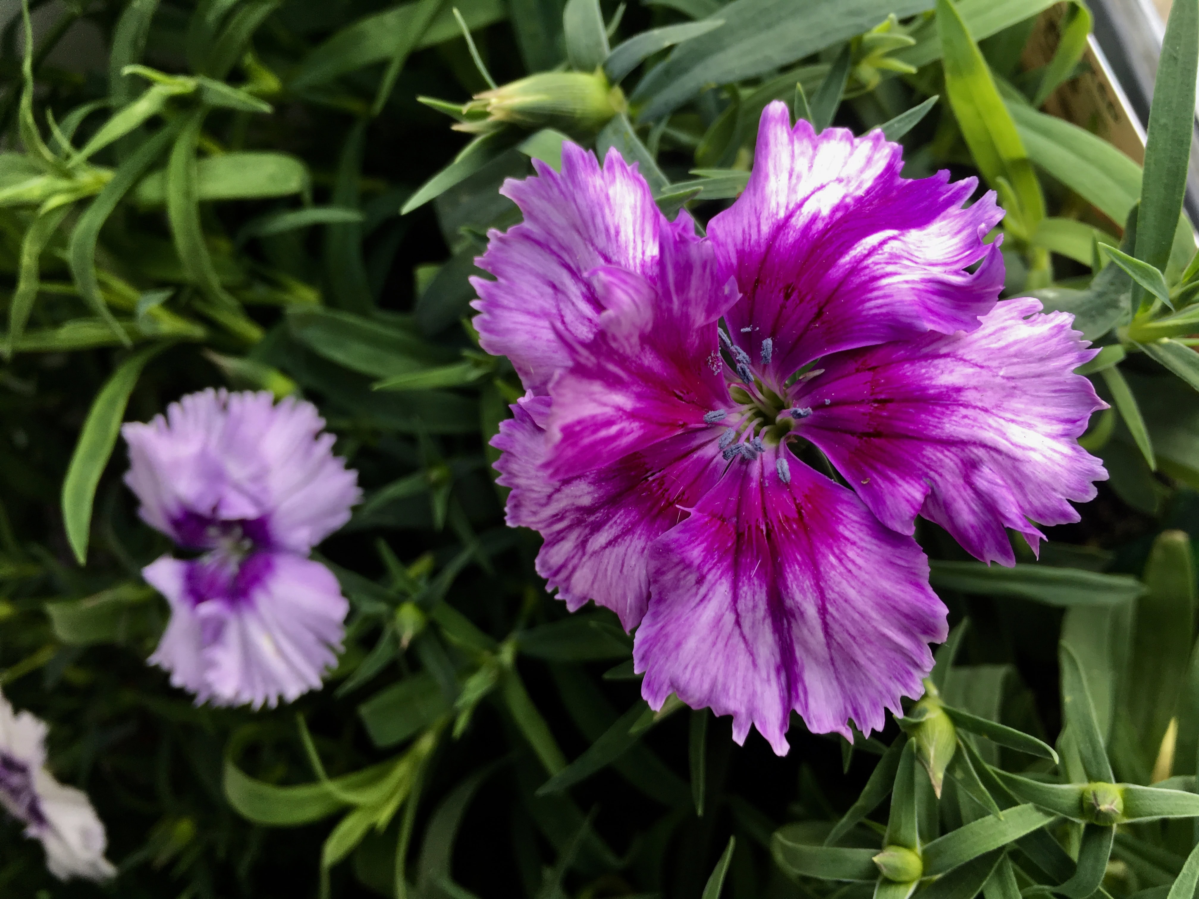 Dianthus by Jez Braithwaite