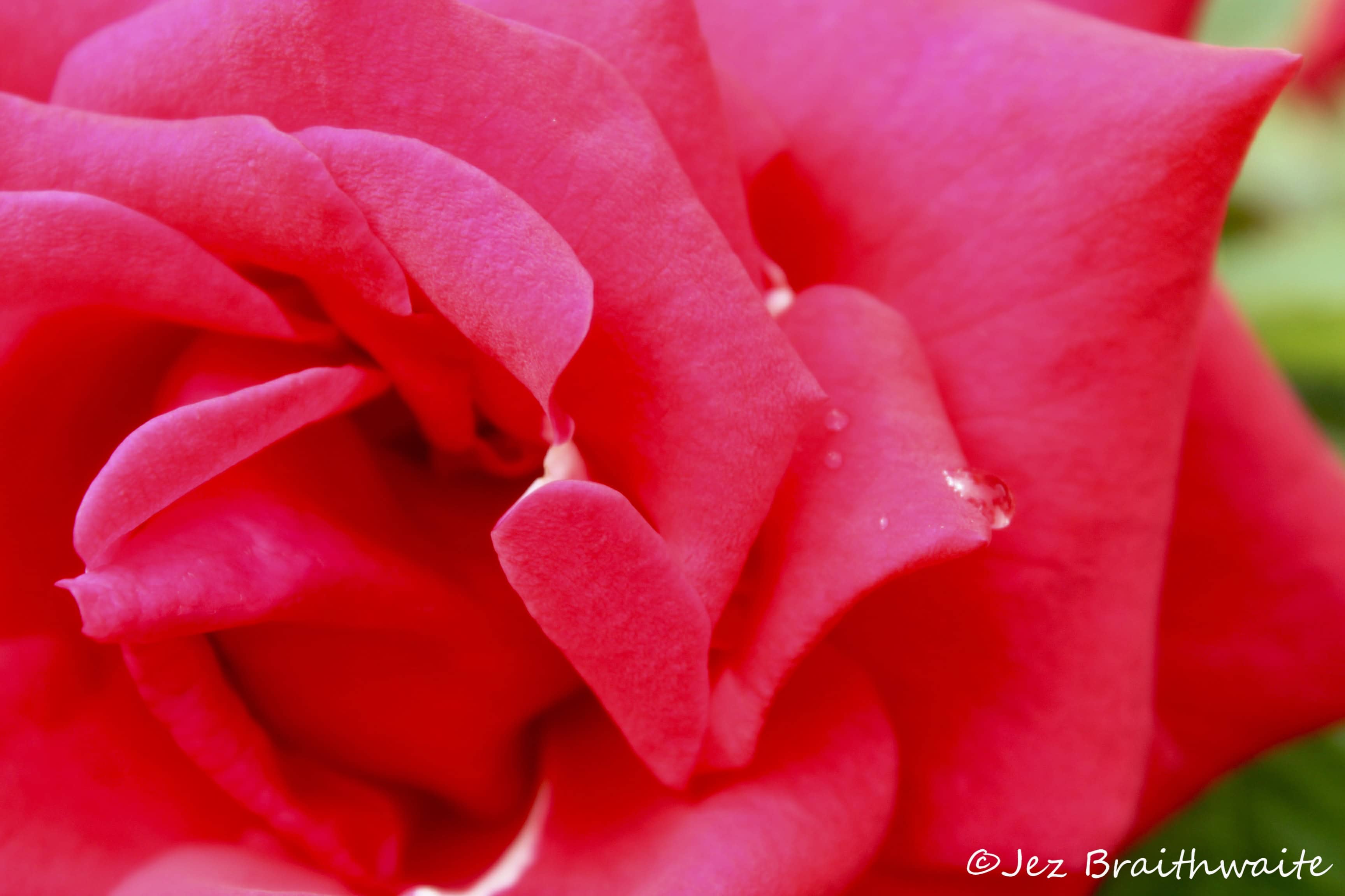 Fan Of… #26 — Roses