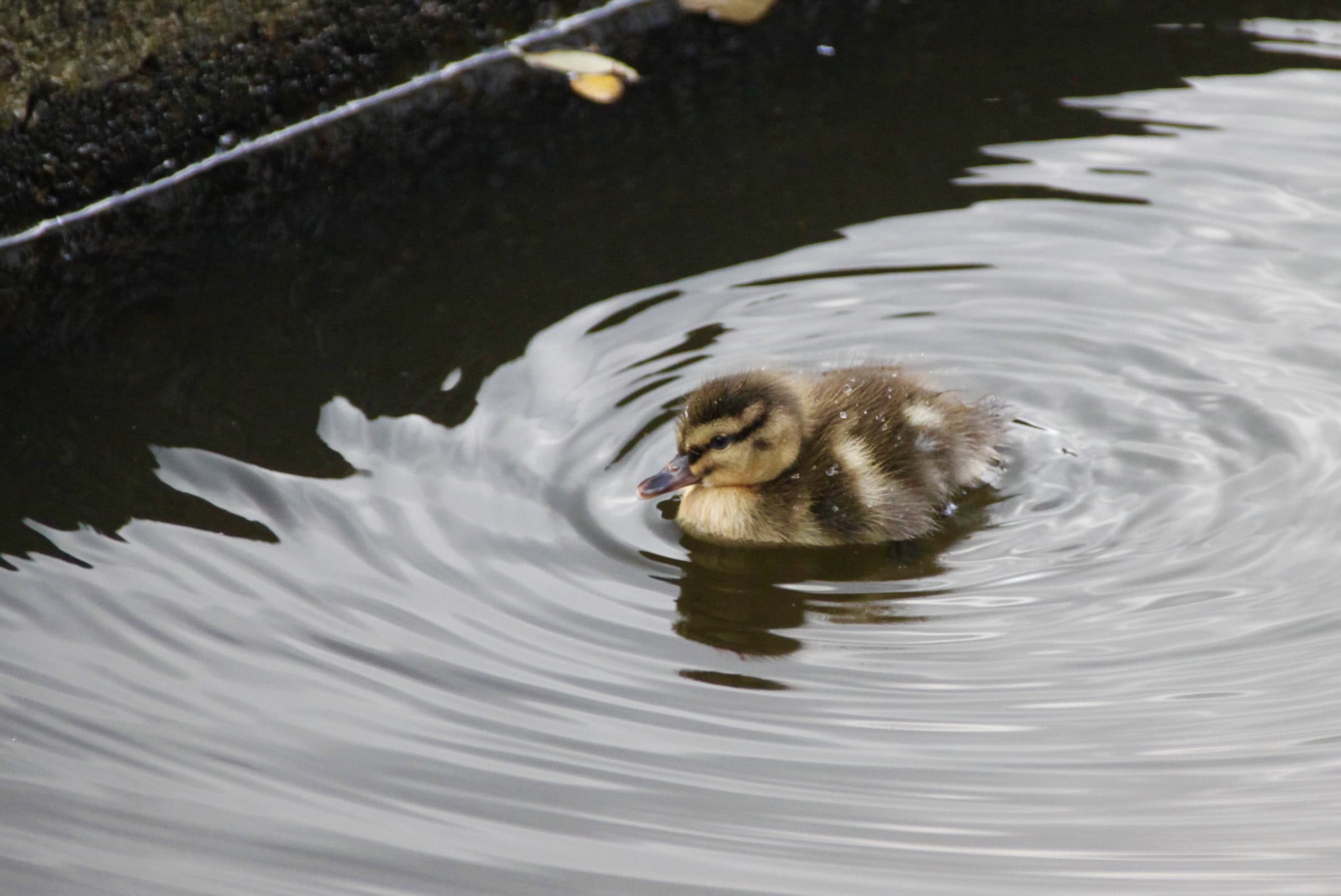 Fluffy duckling by Jez Braithwaite