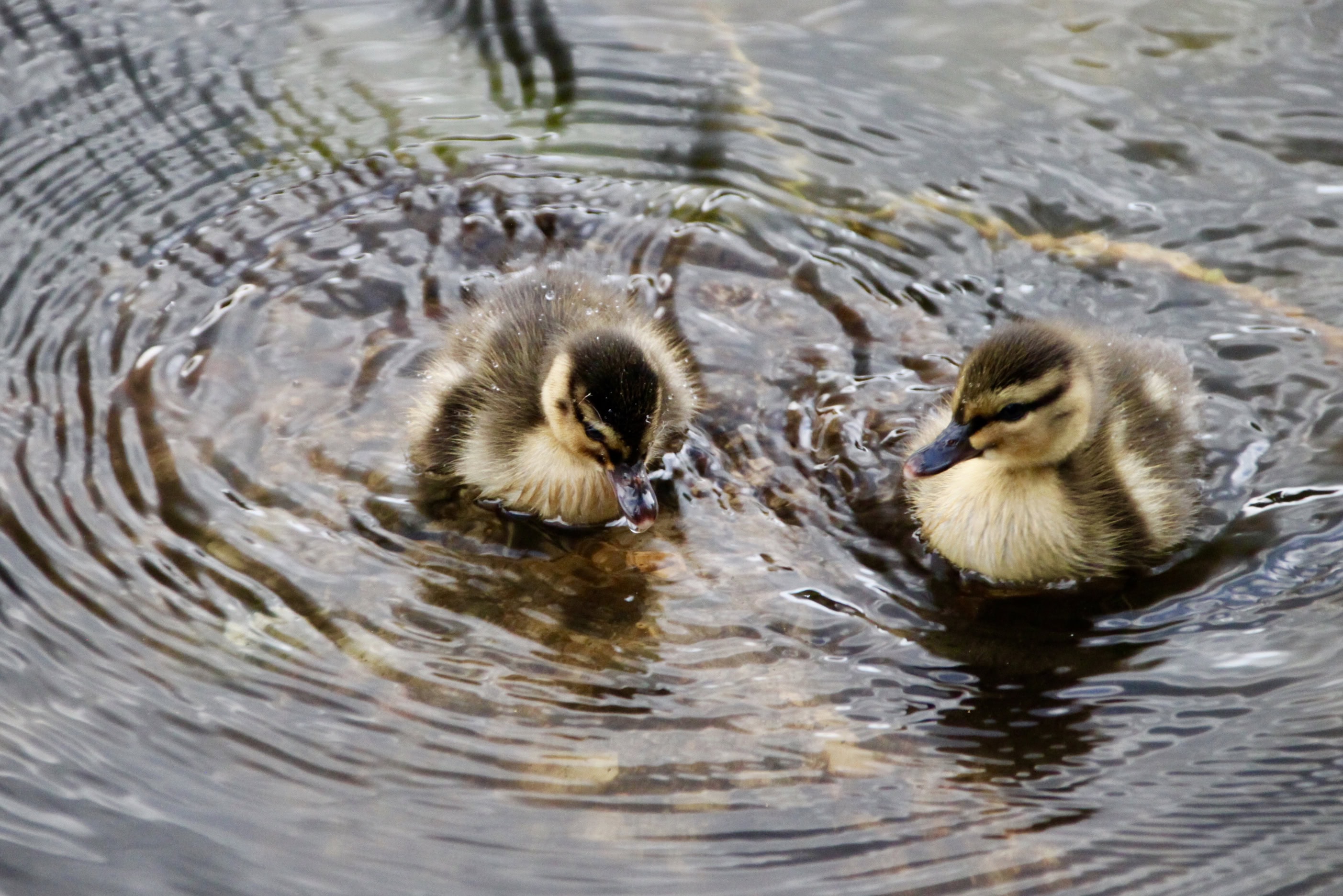 Two fluffy ducklings by Jez Braithwaite at Callender Park