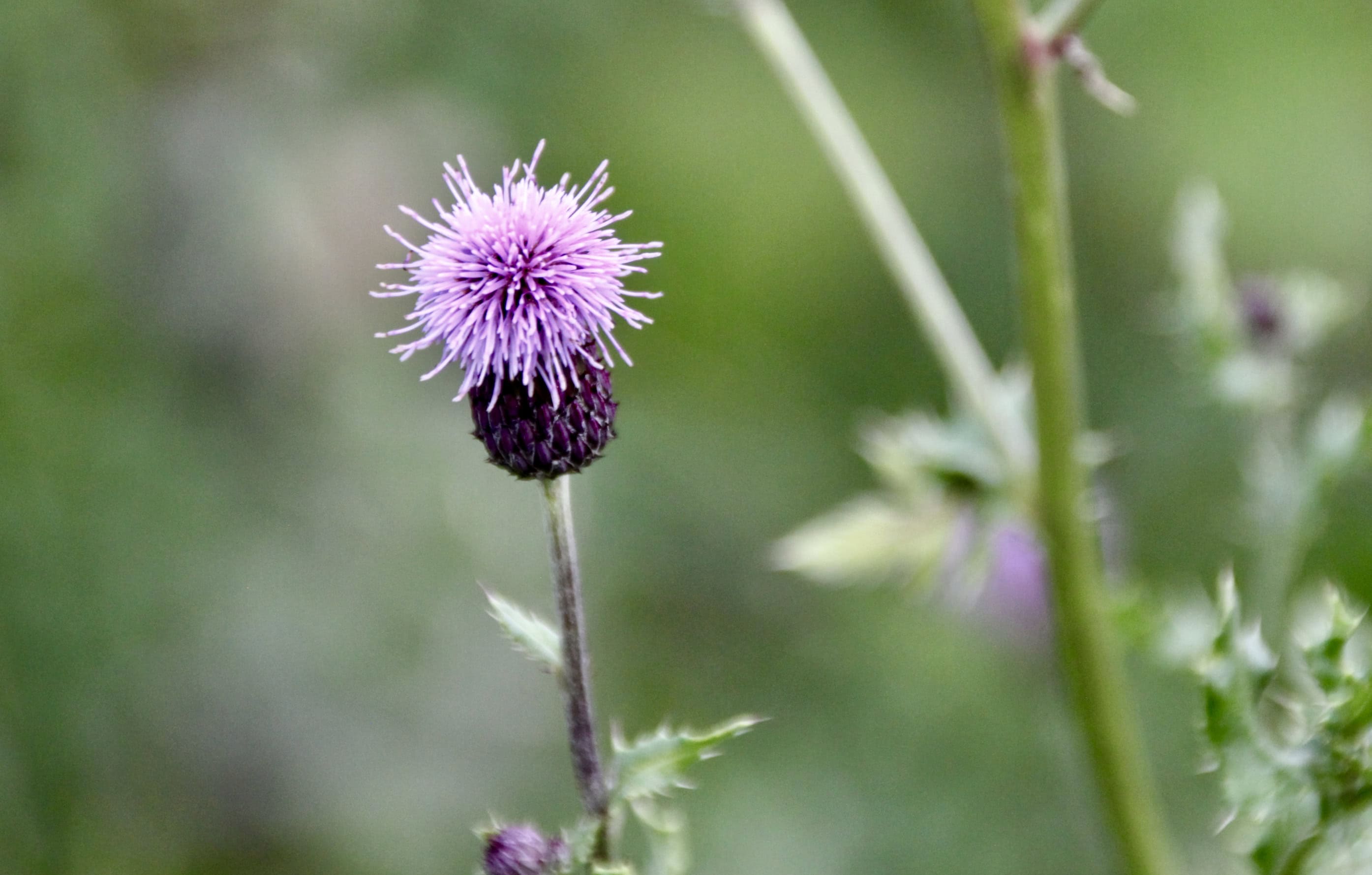 Thistle by Jez Braithwaite