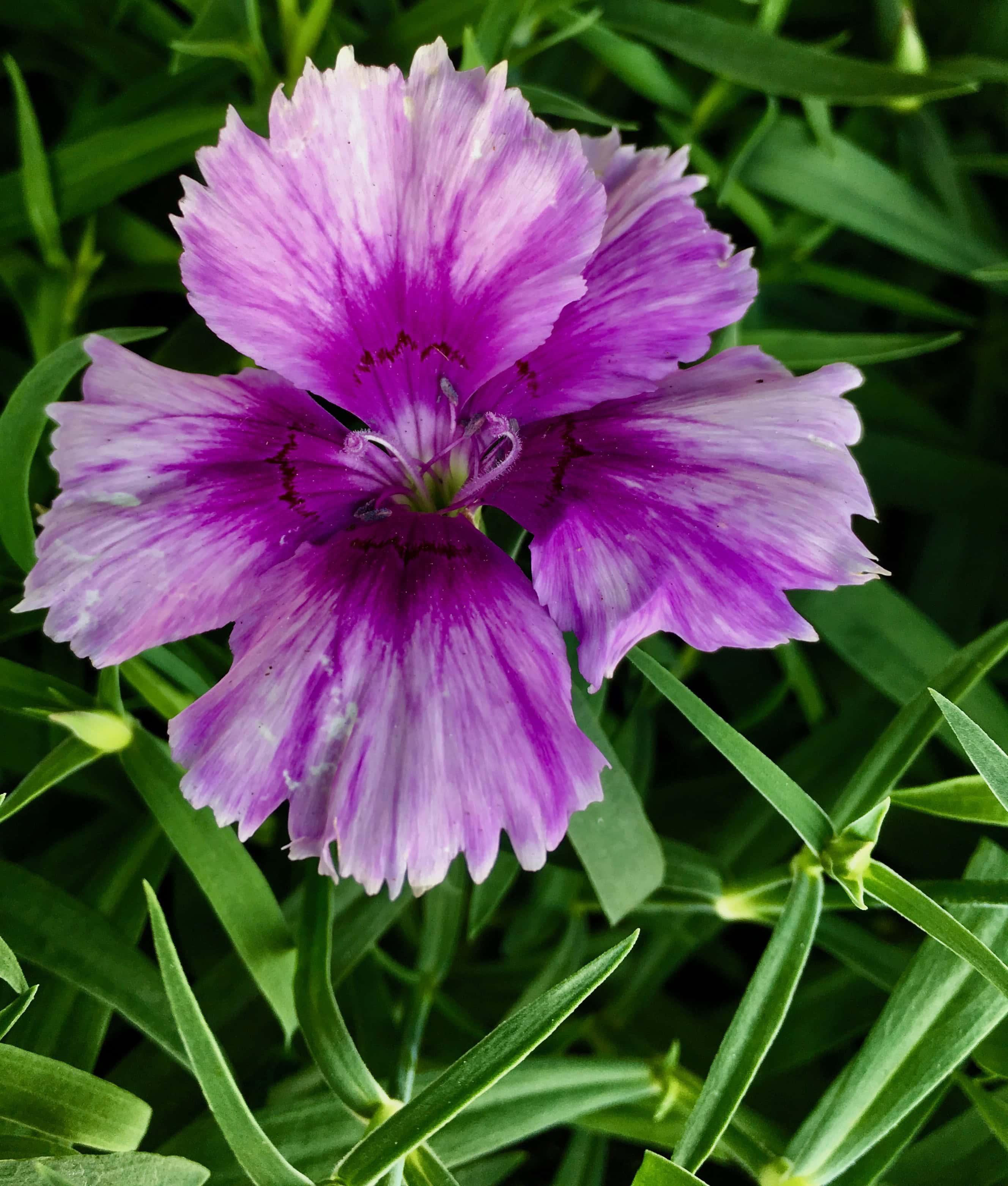 Dianthus by Jez Braithwaite
