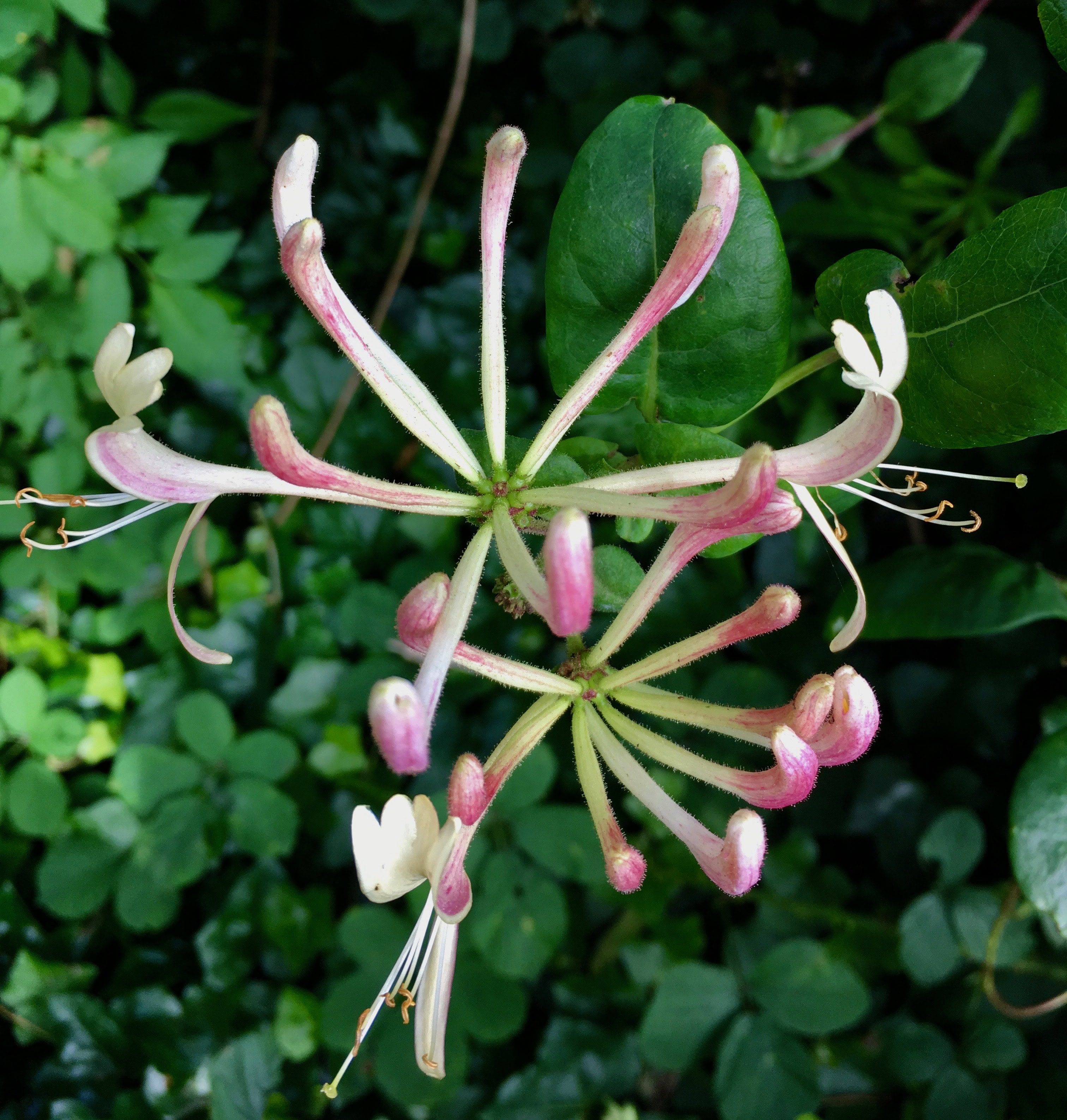 Honeysuckle by Jez Braithwaite