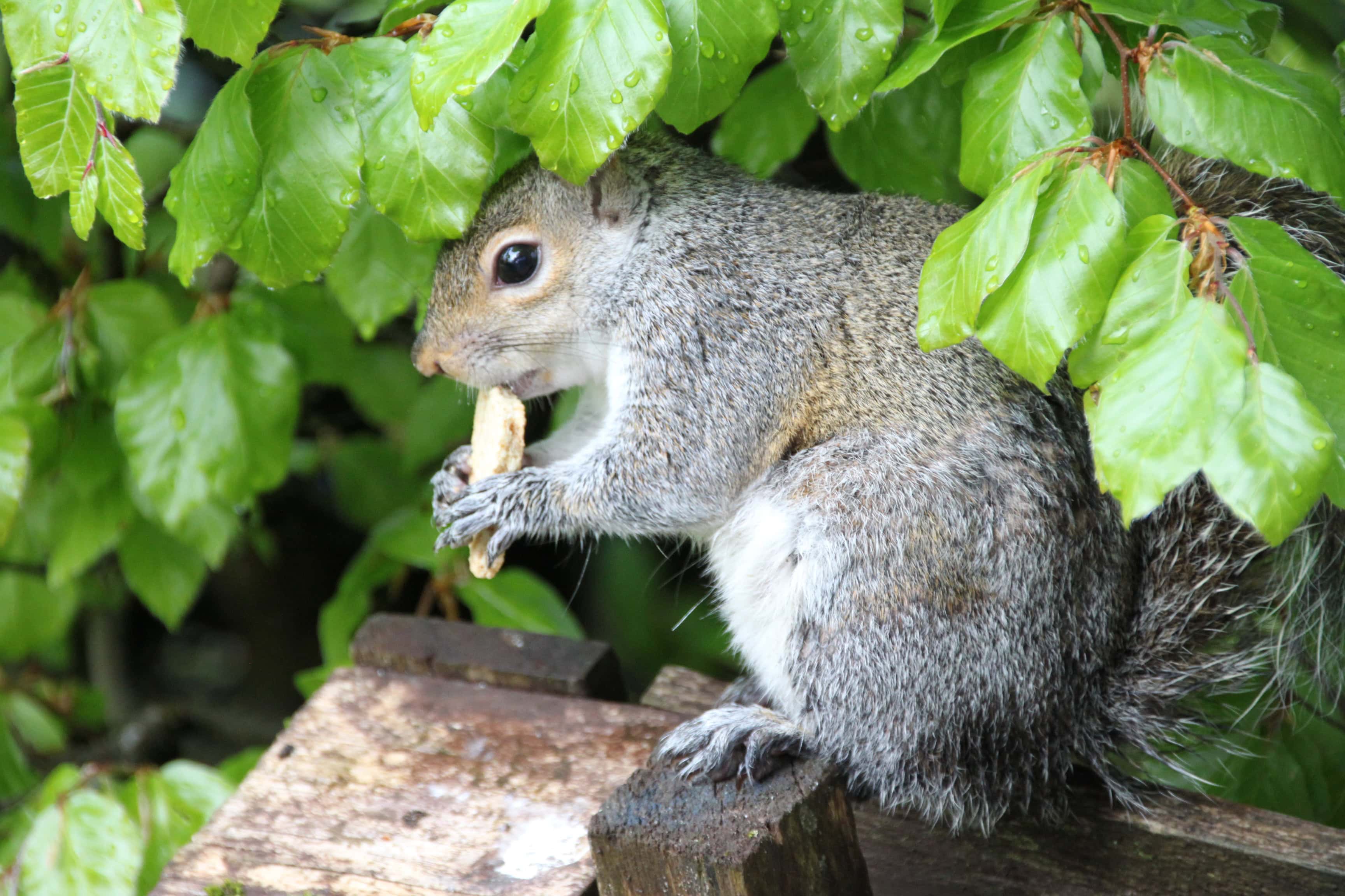 Squirrel eating biscuit by Jez Braithwaite