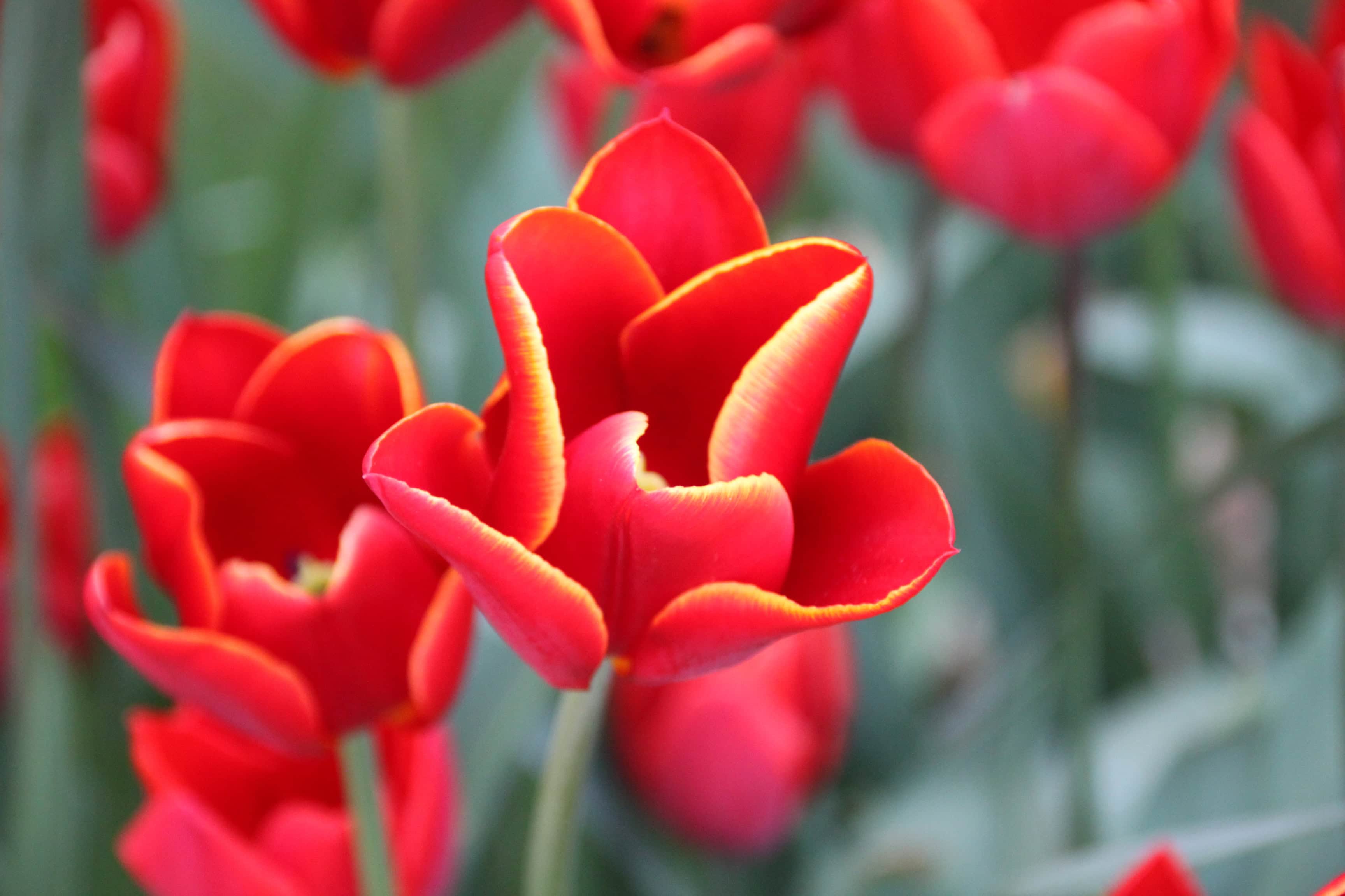 Red tulips by Jez Braithwaite at Glasgow Botanic Gardens