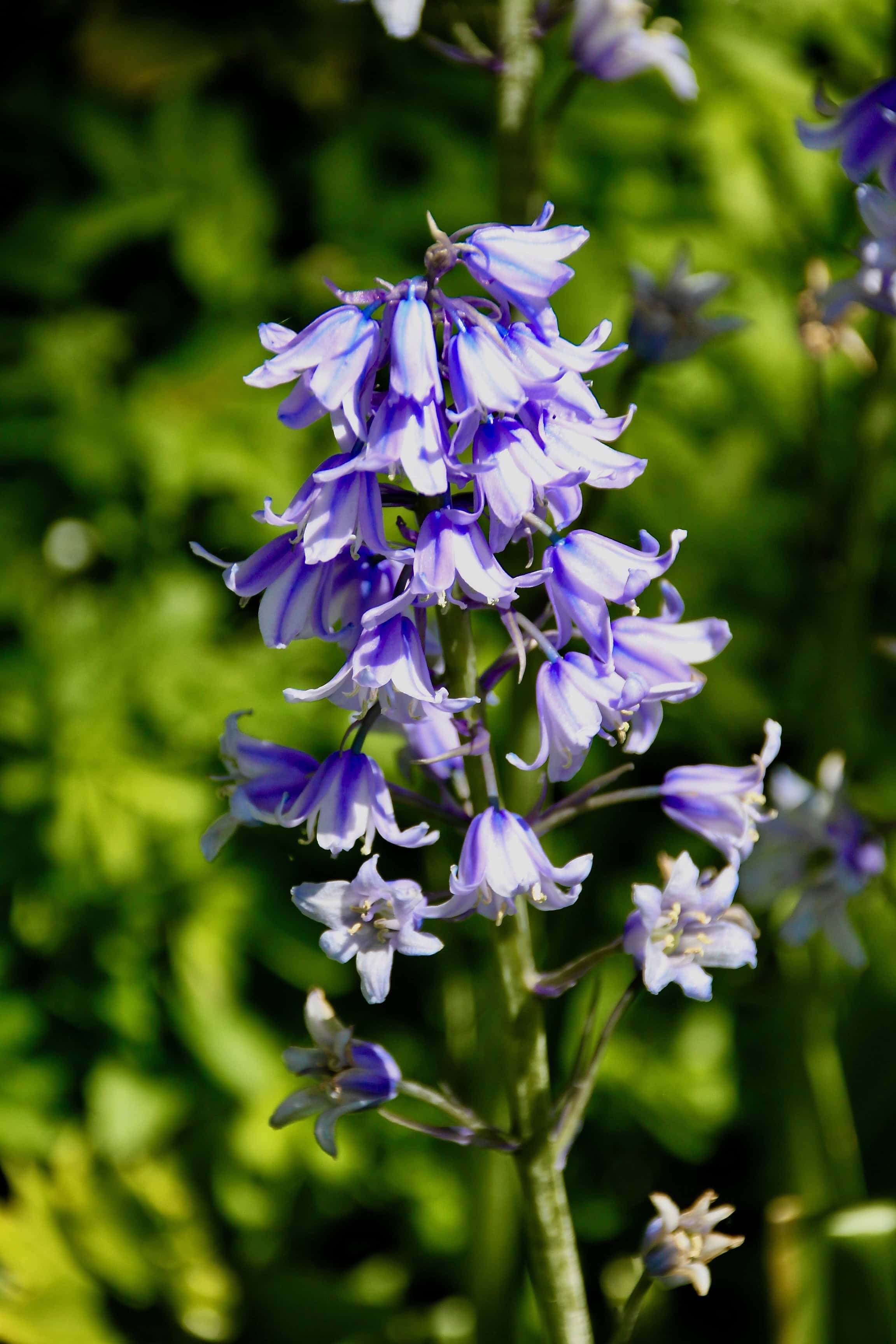 Harebell by Jez Braithwaite