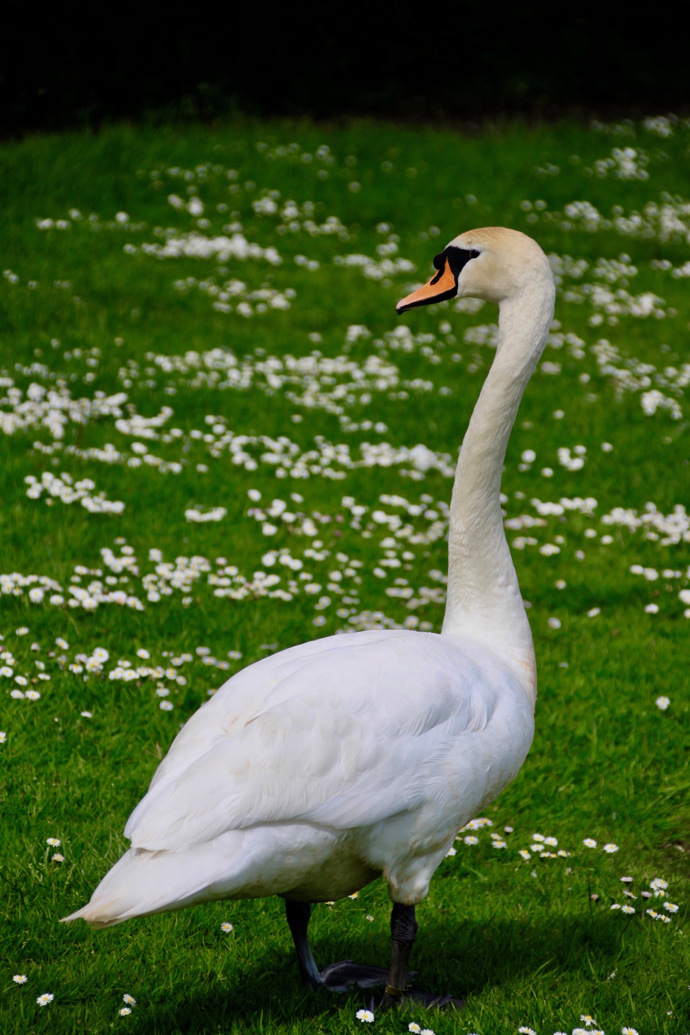 Swan at Broadwood Loch by Jez Braithwaite
