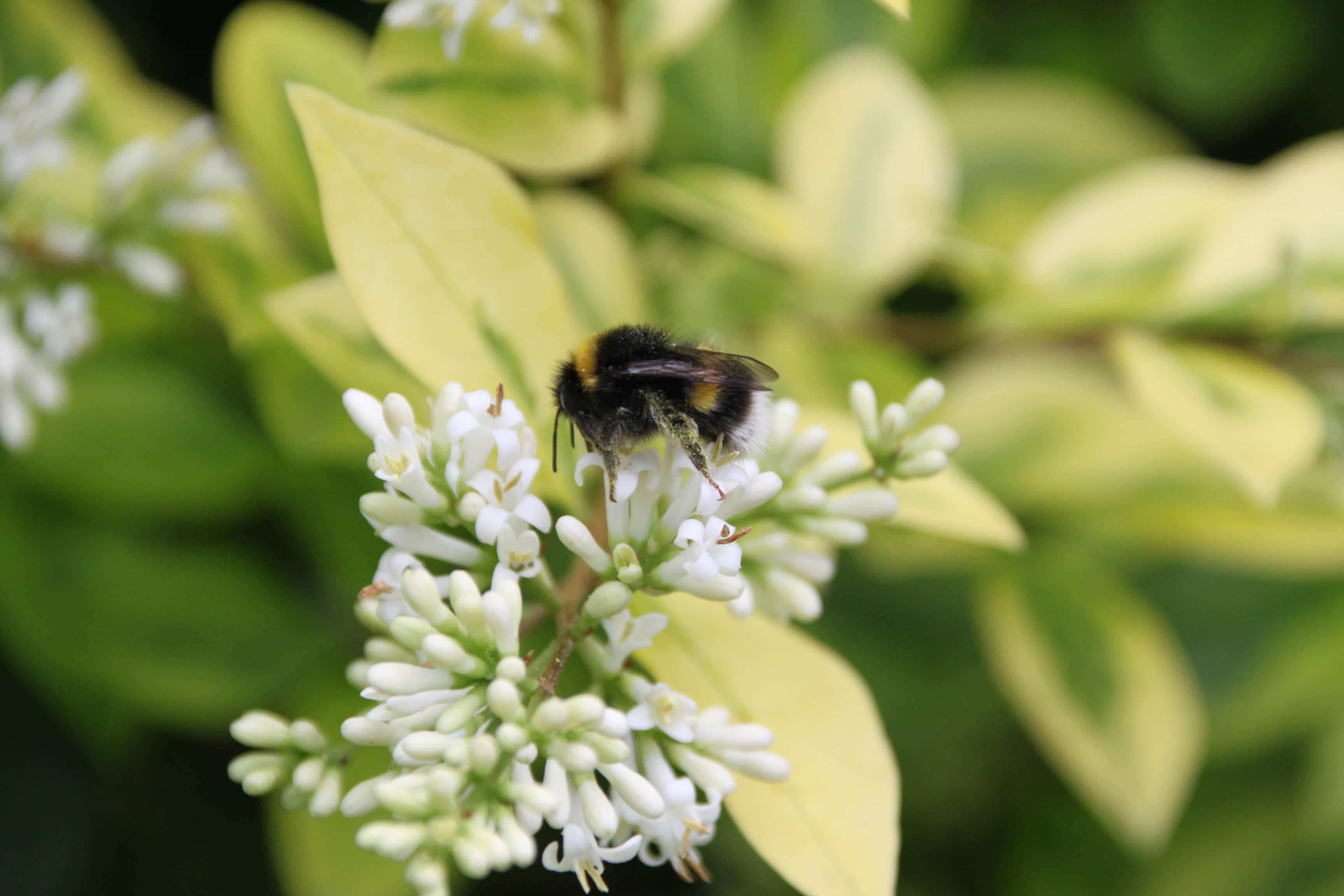 Busy Bees
