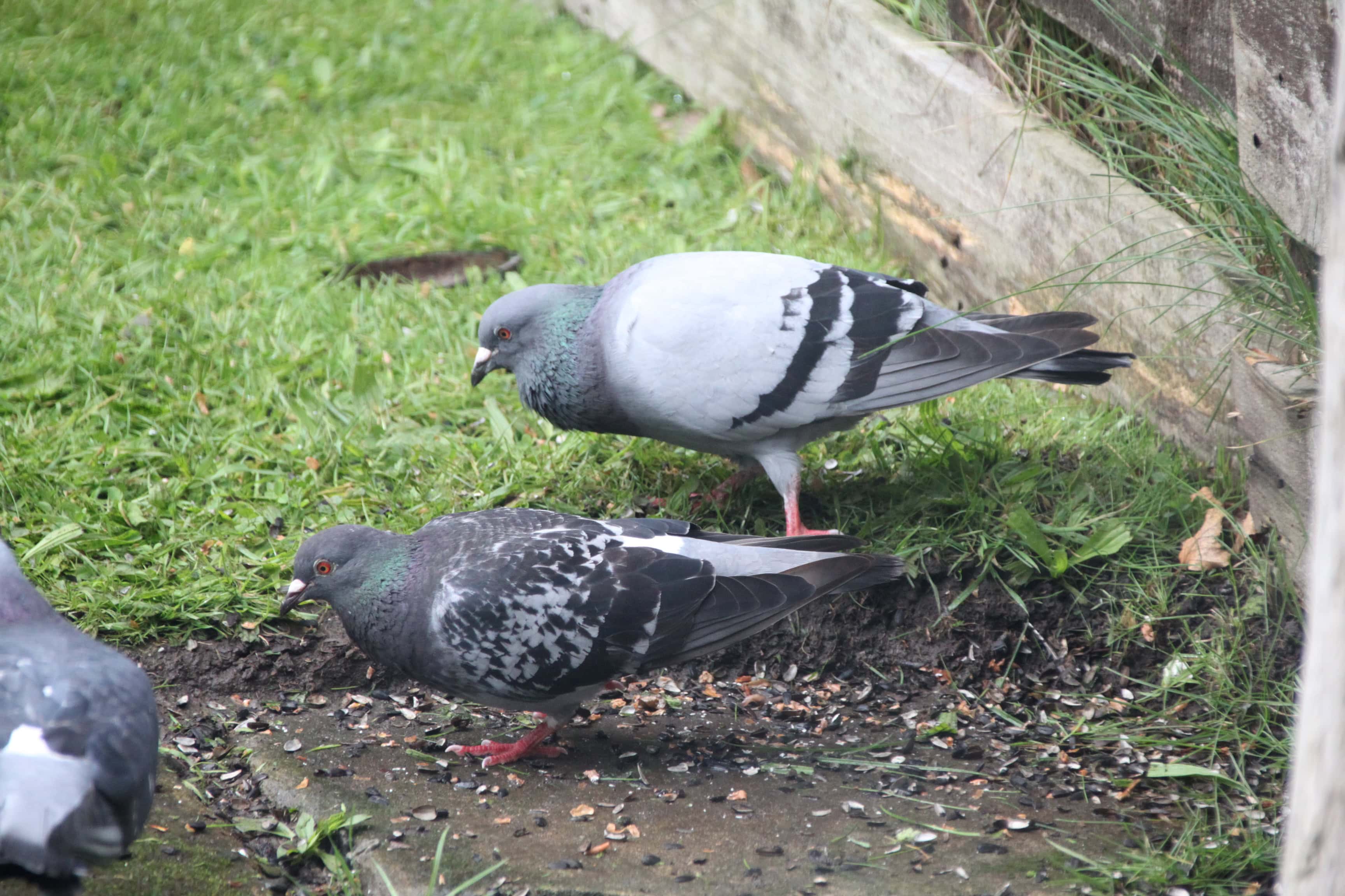 Pigeons line dancing by Jez Braithwaite