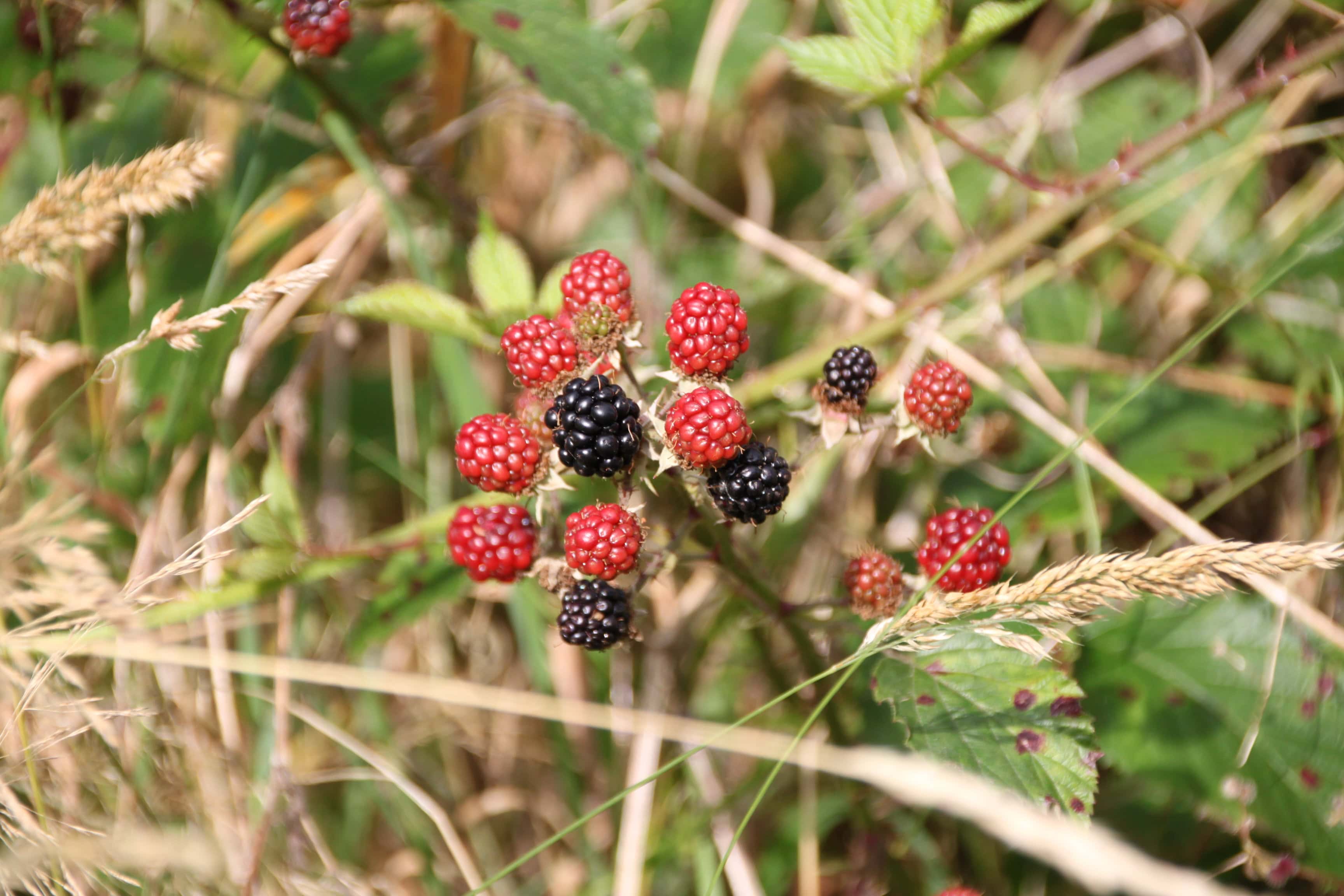 Fan Of… #30 — Brambles