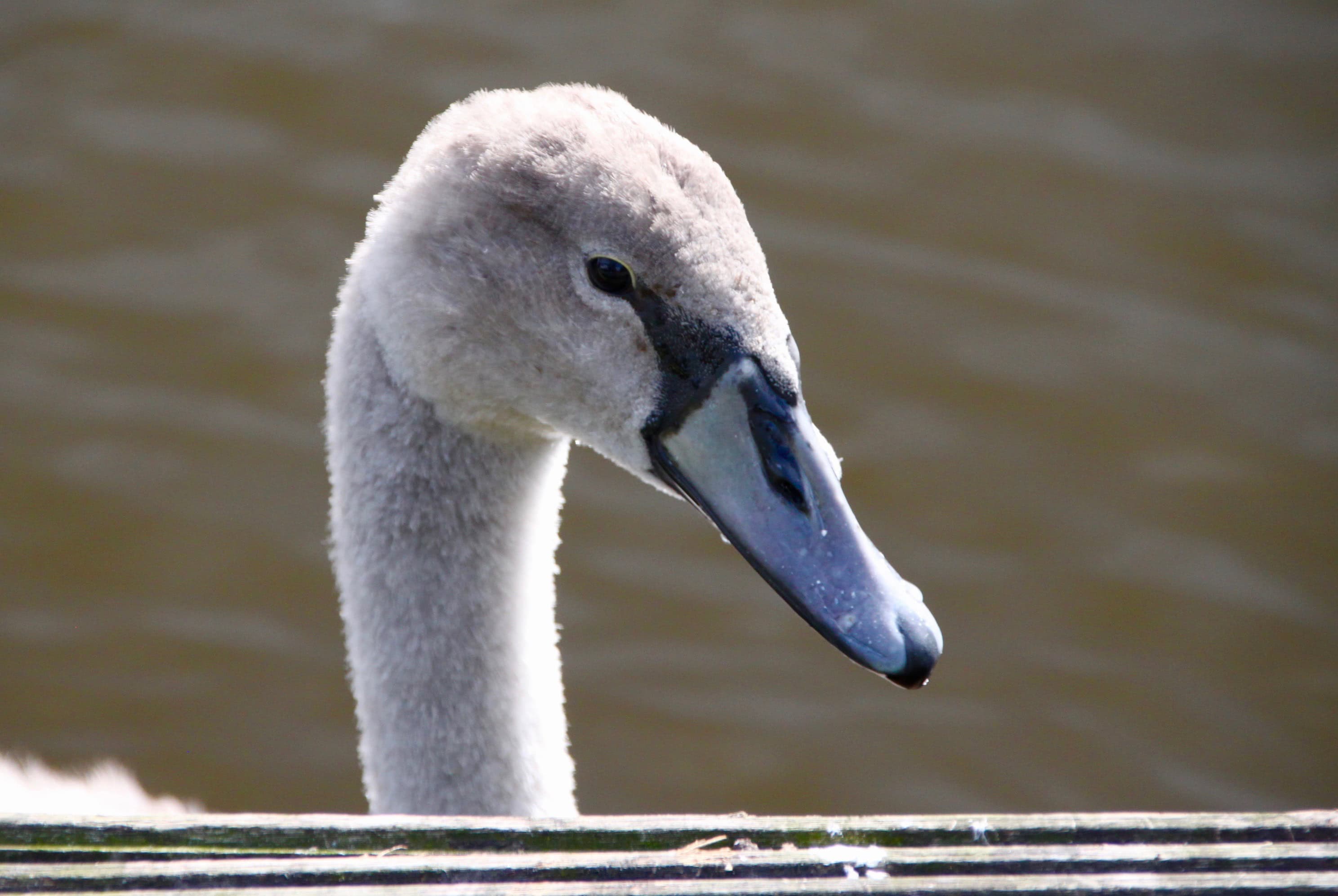 Cygnet by Jez Braithwaite at Callendar Park, Falkirk