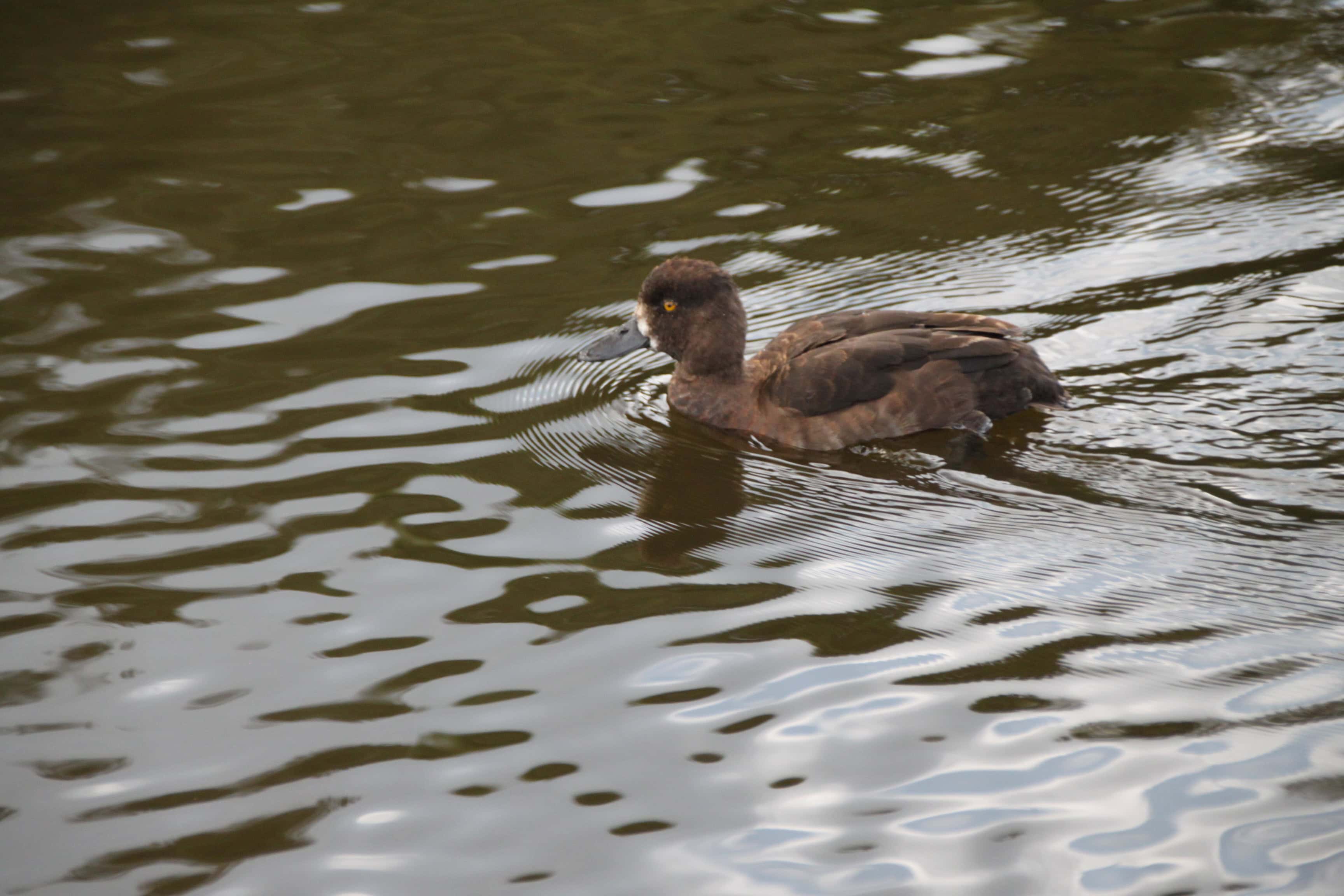 Bird of the Day Aug 30 — Female Scaup