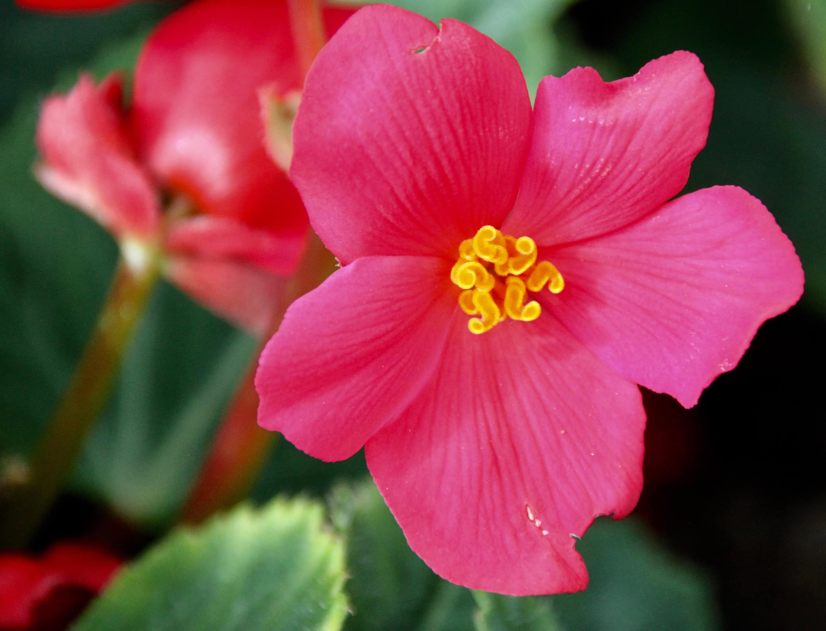Hibiscus by Jez Braithwaite