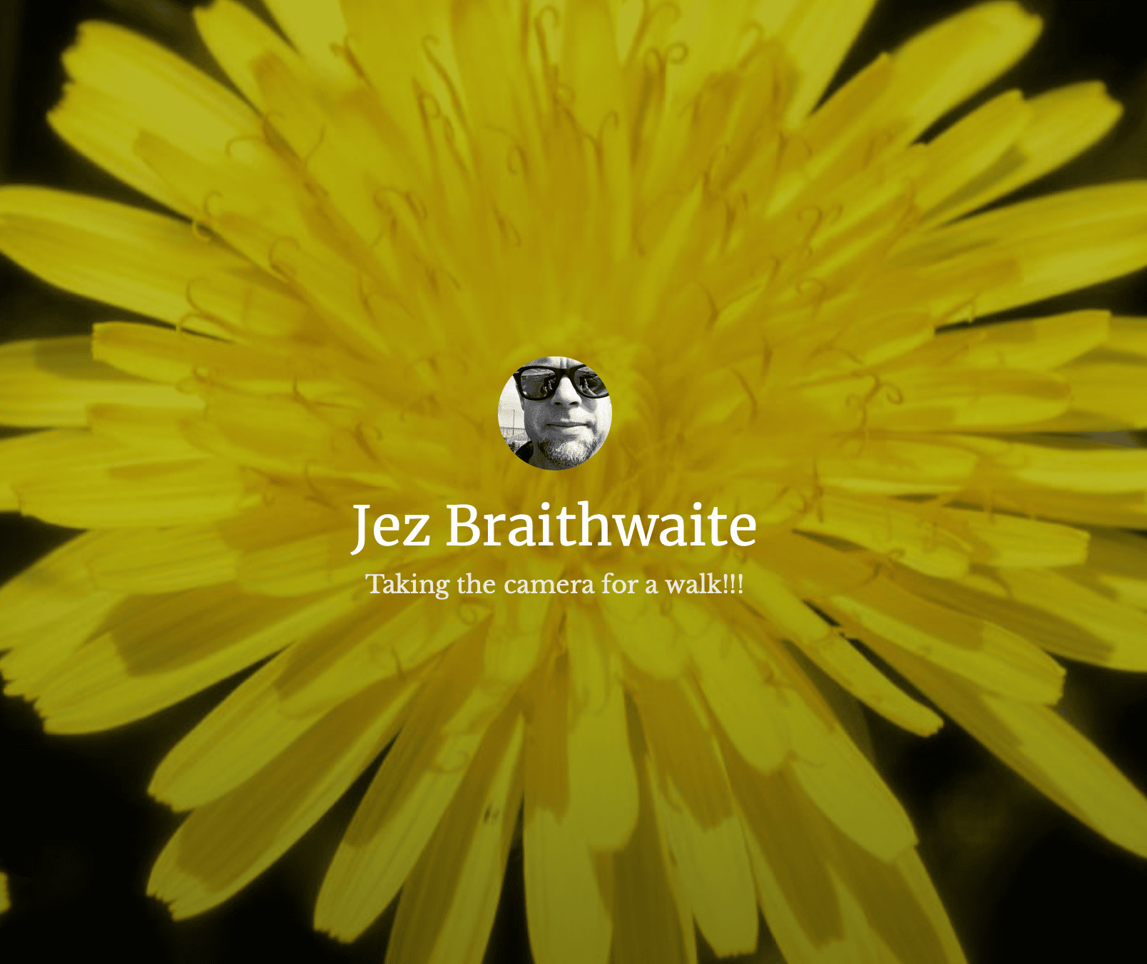 Jez Braithwaite the dandelion