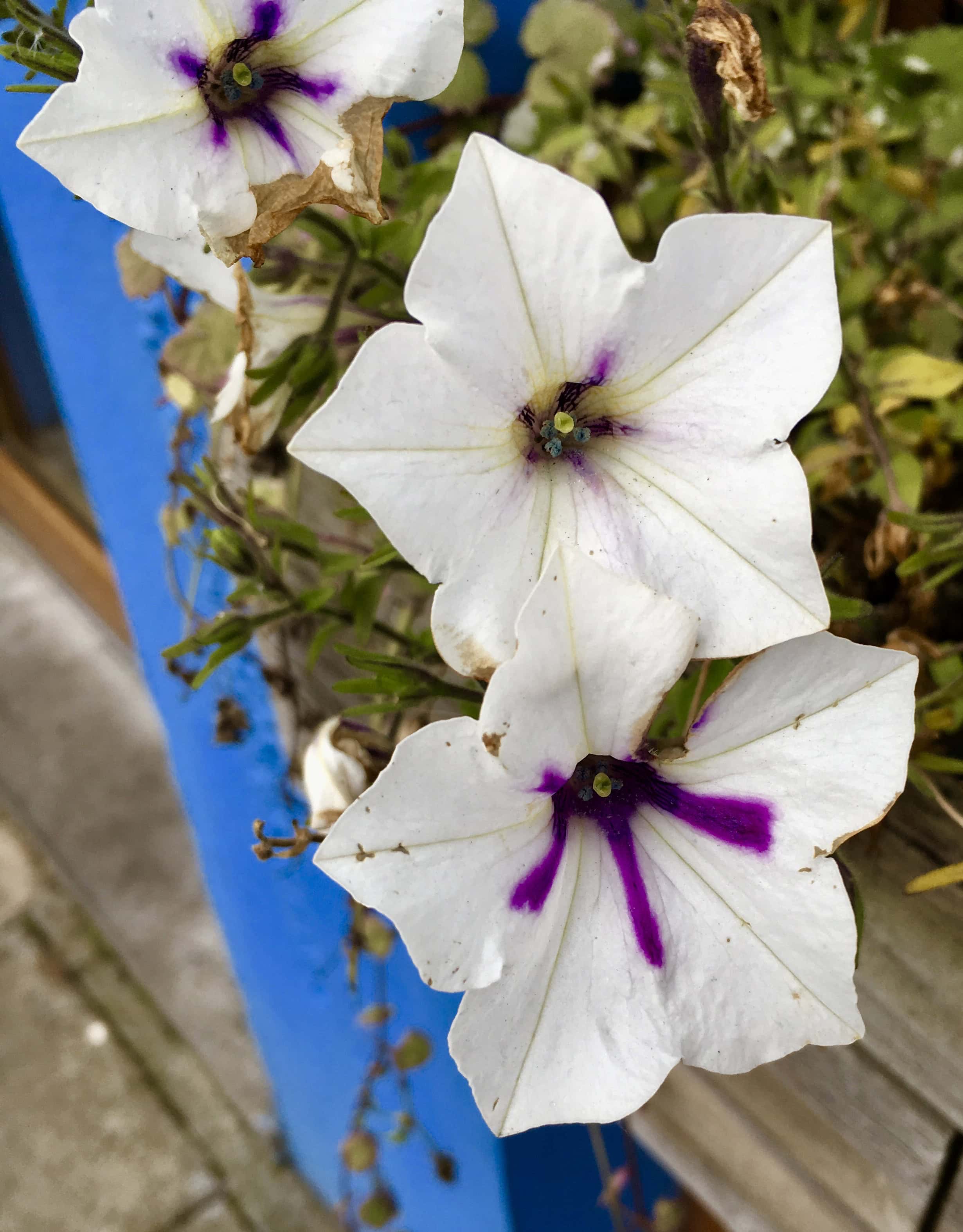 Petunias in Arbroath by Jez Braithwaite